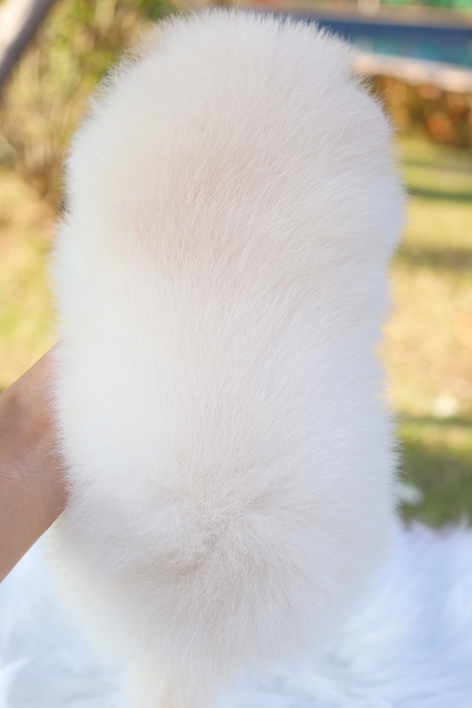 ปอมเมอเรเนียน เพศเมียสีขาวครีม