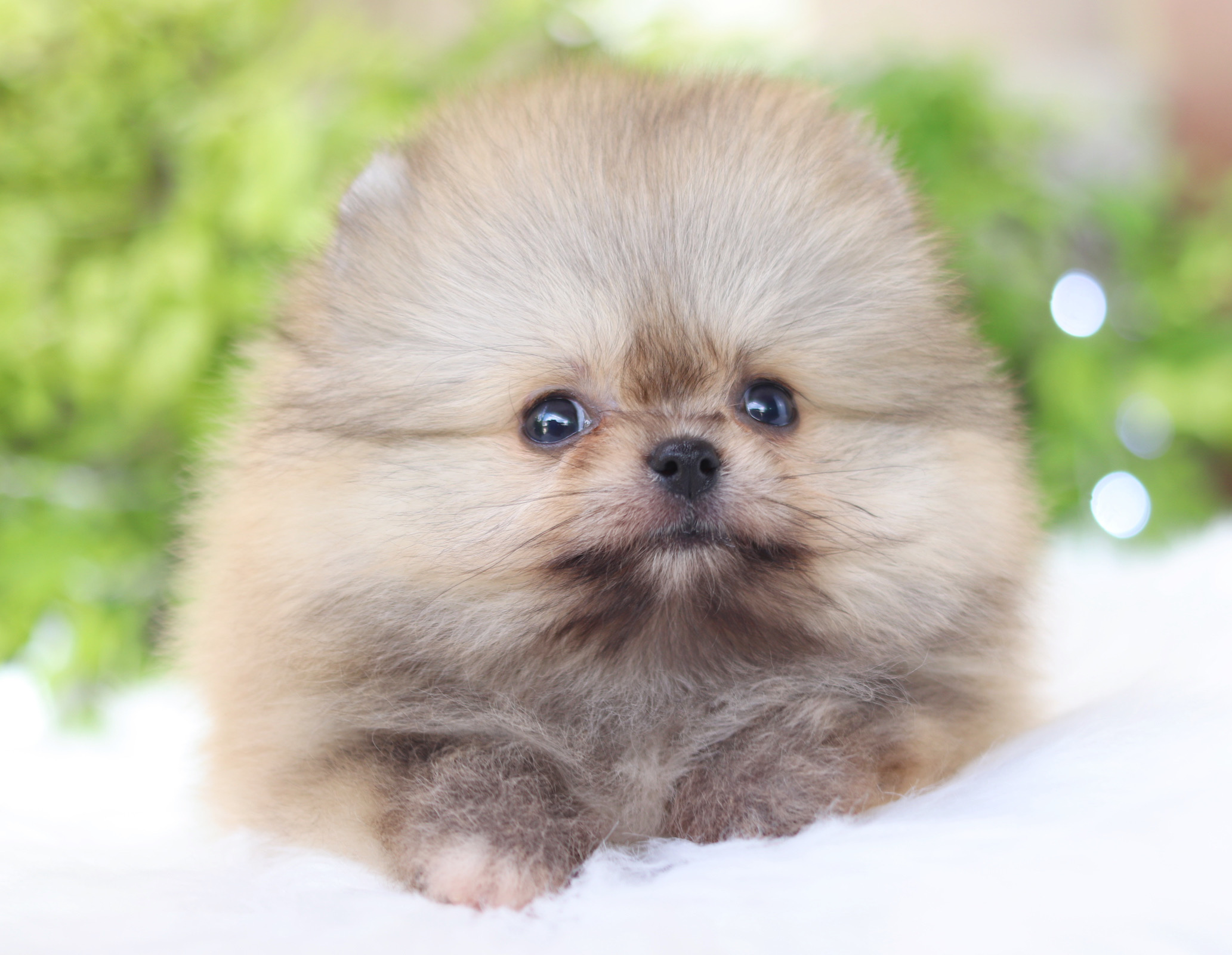 ปอมเมอเรเนียน เพศผู้สีส้ม เกรดโชว์