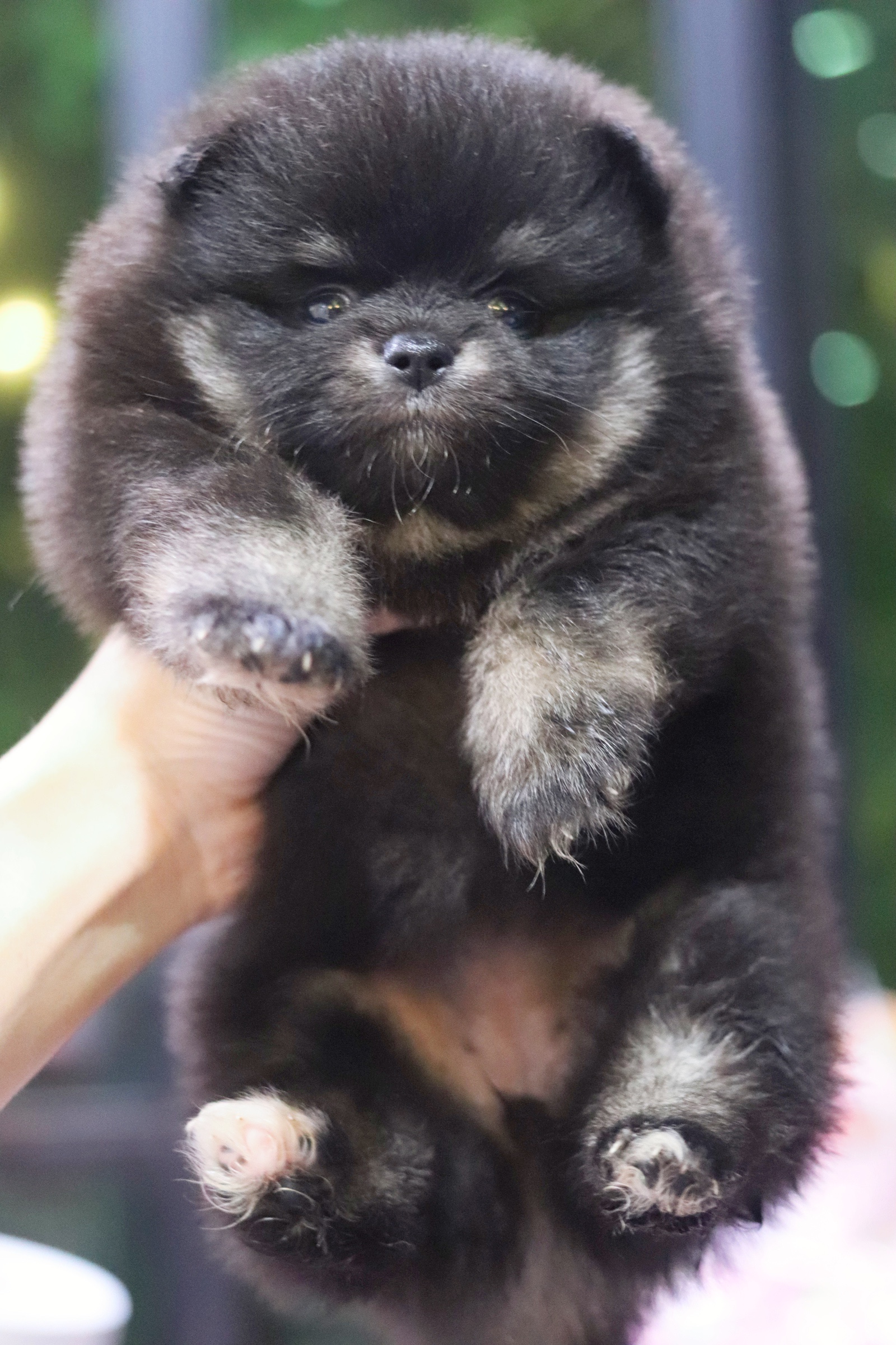 ปอมเมอเรเนียน เพศเมีย สีแบล็คแทน