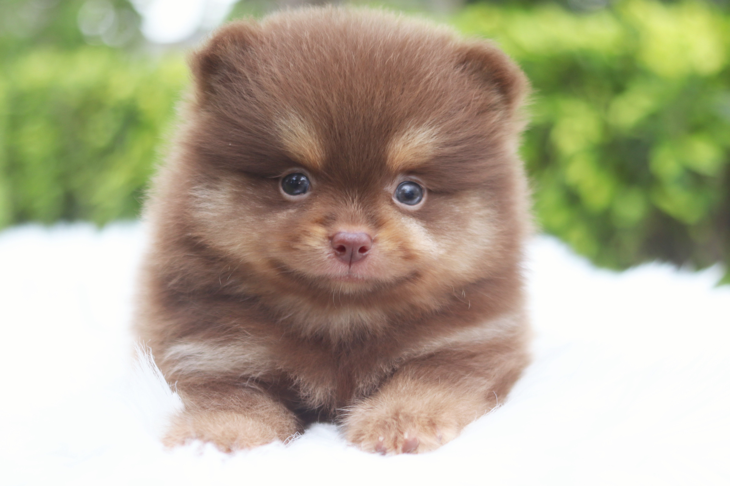 ปอมเมอเรเนียน เพศสีช็อคแทน เพศเมีย