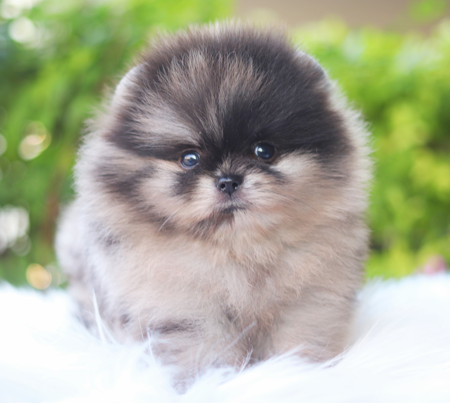 ปอมเมอเรเนียน เพศผู้สีเมอร์เร่ เกรดโชว์