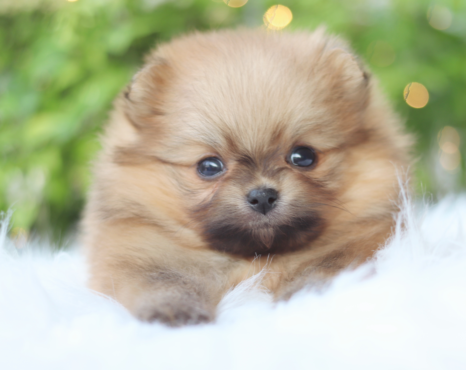 ปอมเมอเรเนียน เพศเมียสีส้ม