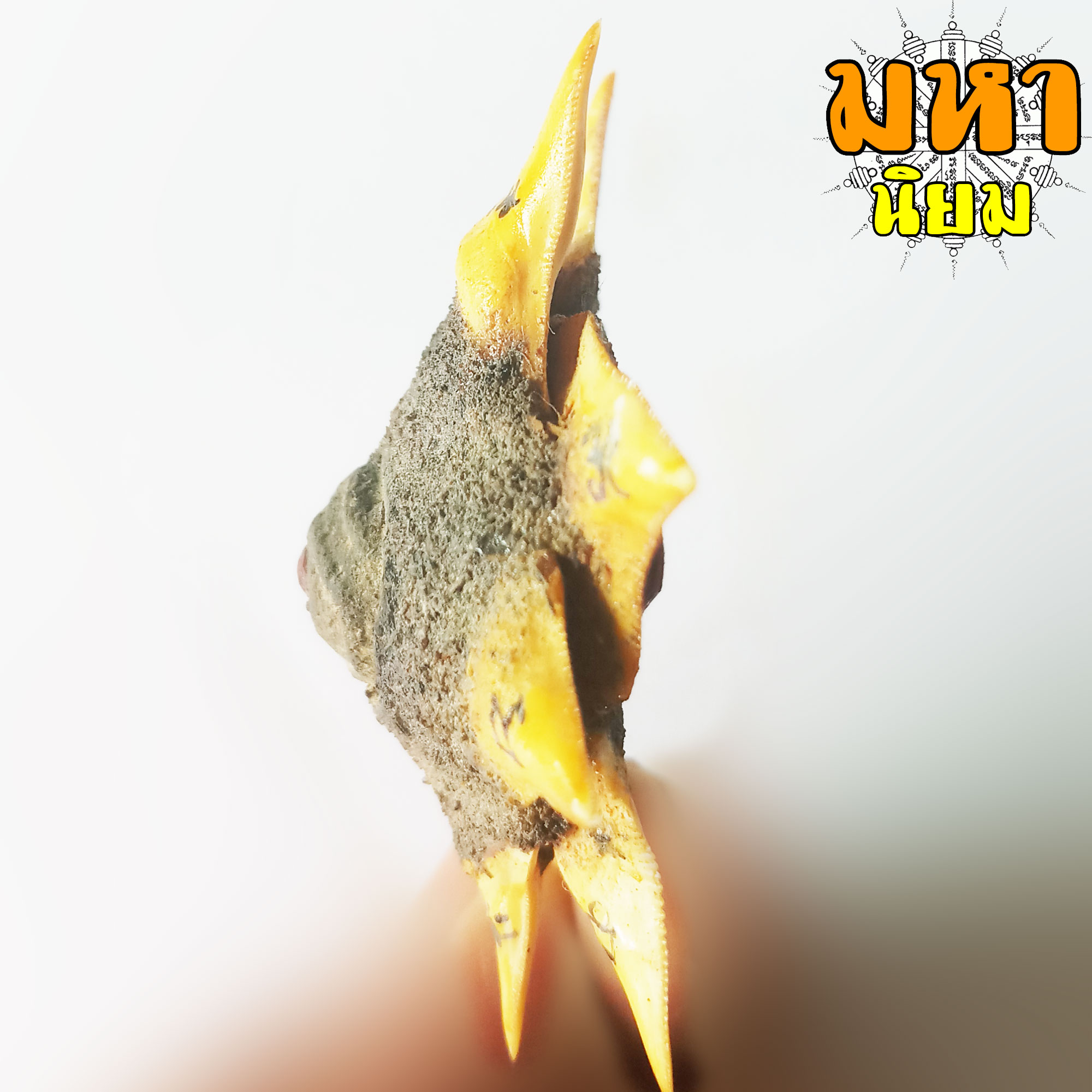 ดวงตาสวรรค์ ฐานฟันฉลาม 10 ซี่ หลวงพ่อผินะ ปิยธโร วัดสนมลาว จ.สระบุรี