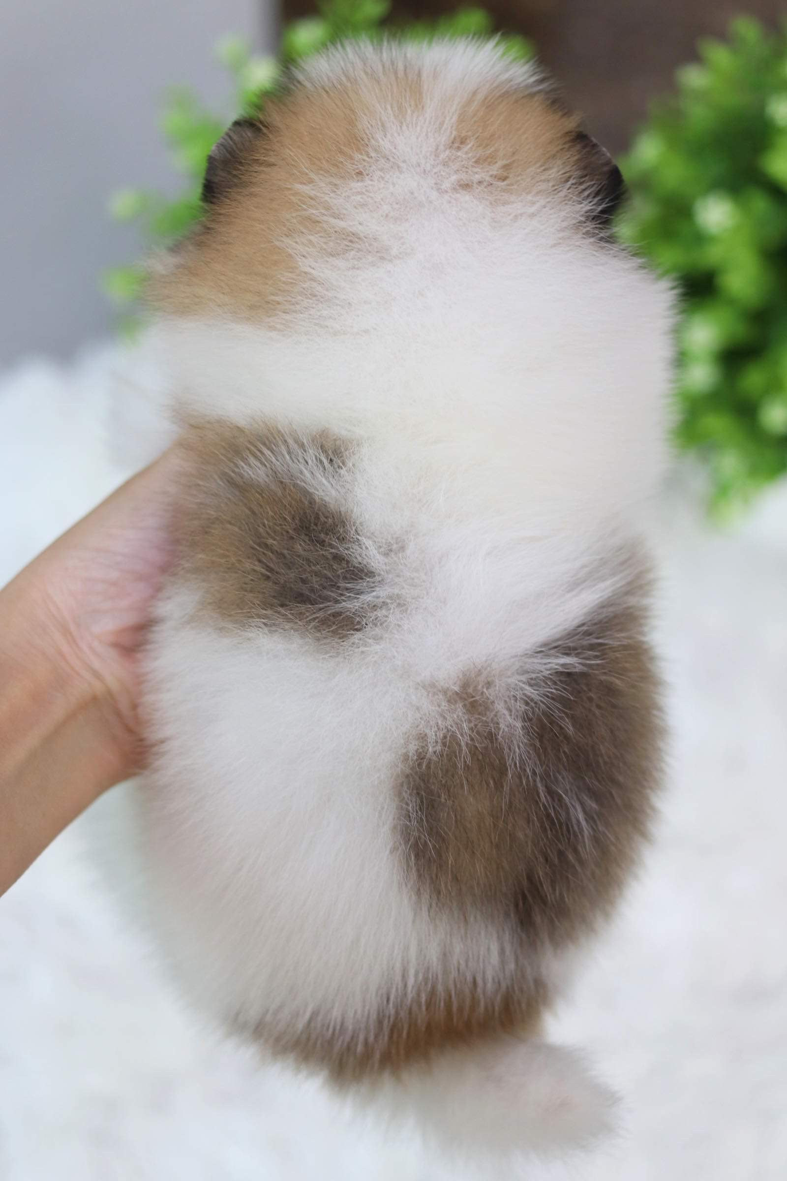 ปอมเมอเรเนียน เพศเมีย