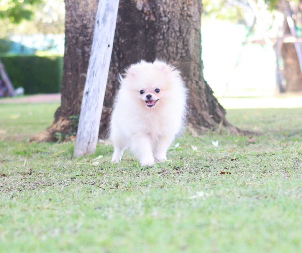 ปอมเมอเรเนียน เพศเมียสีครีมไซส์เล็กสามเดือน