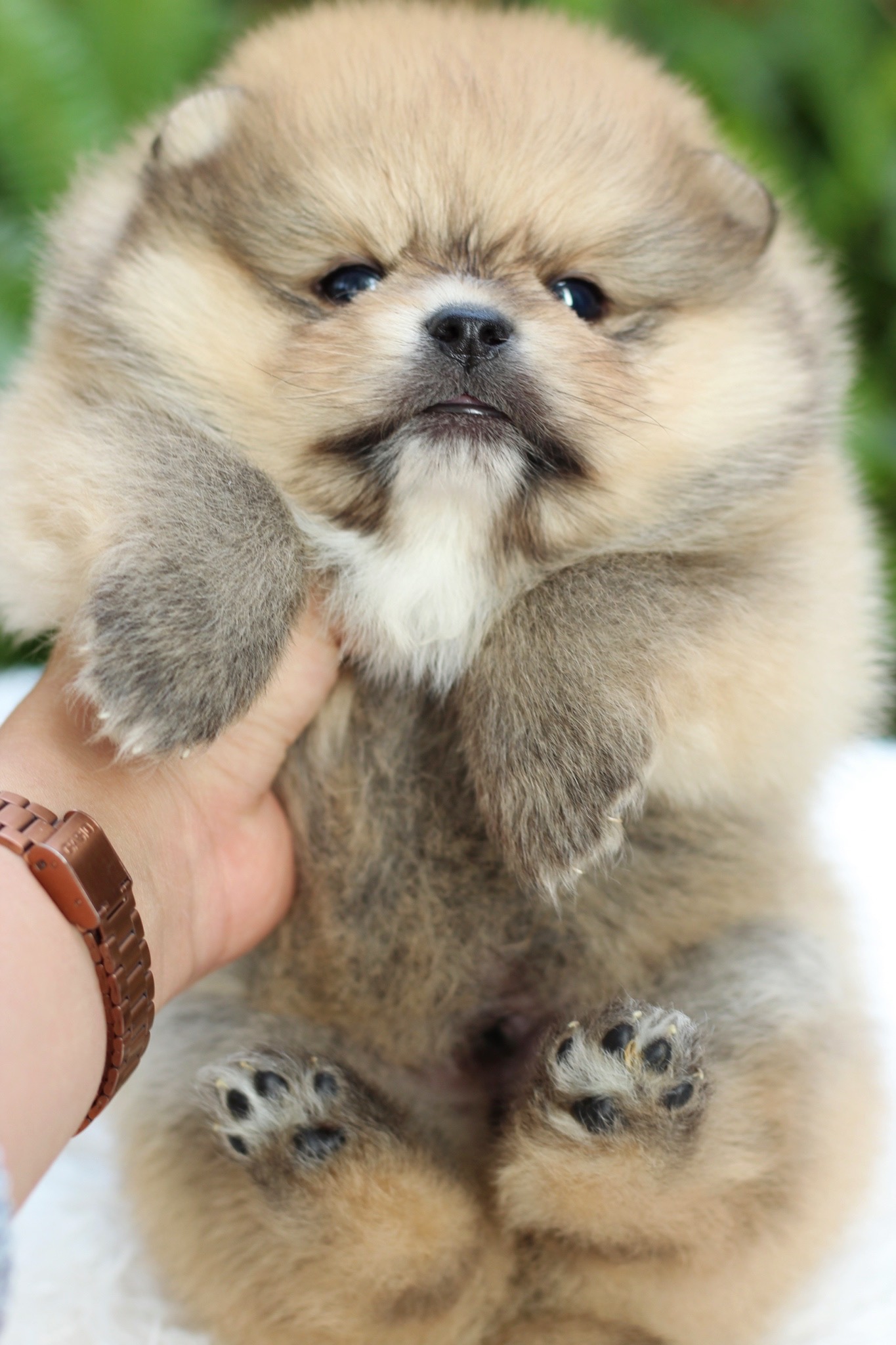 ปอมเมอเรเนียน เพศผู้ สีส้ม