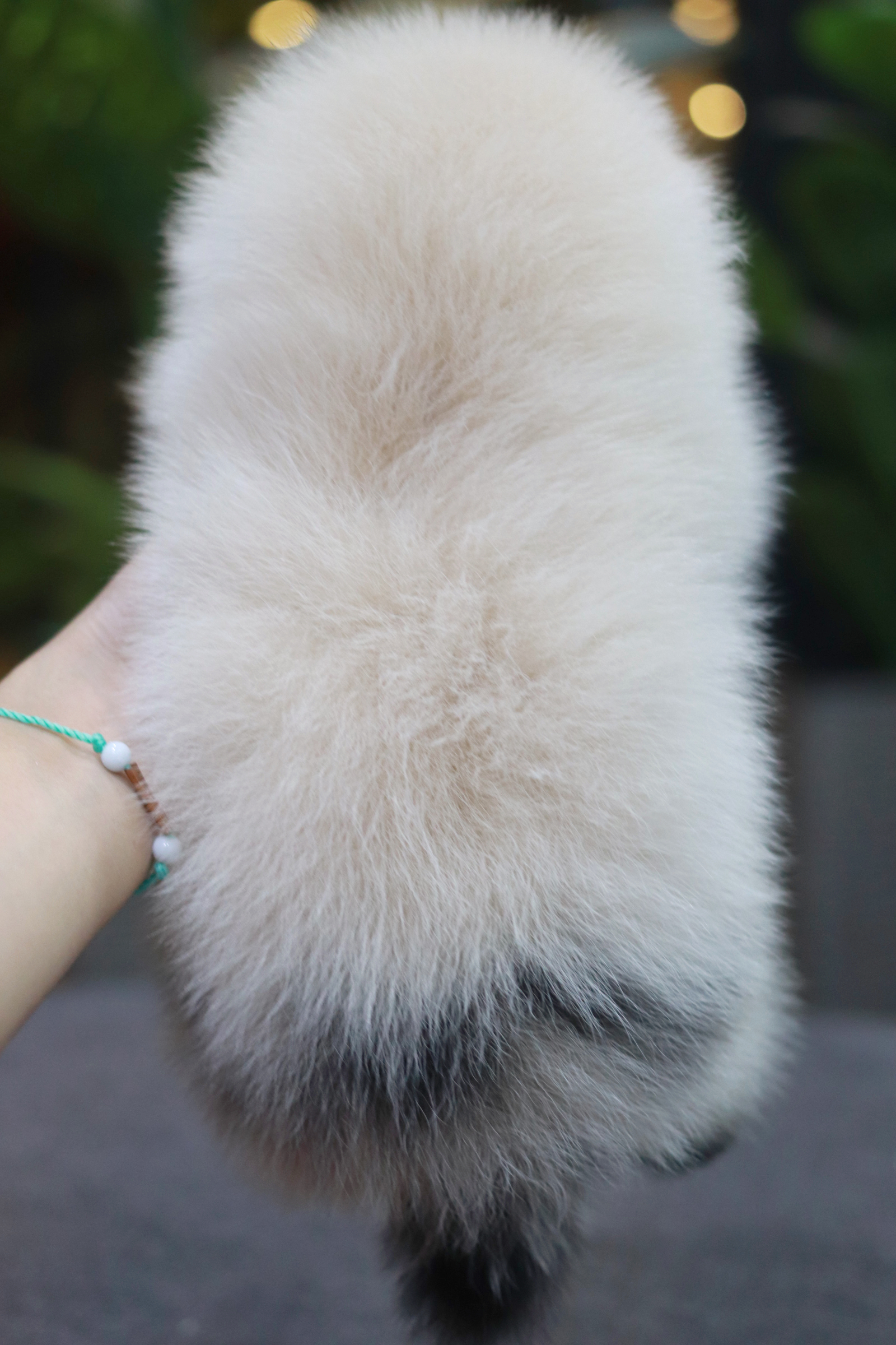 ปอมเมอเรเนียน เพศผู้