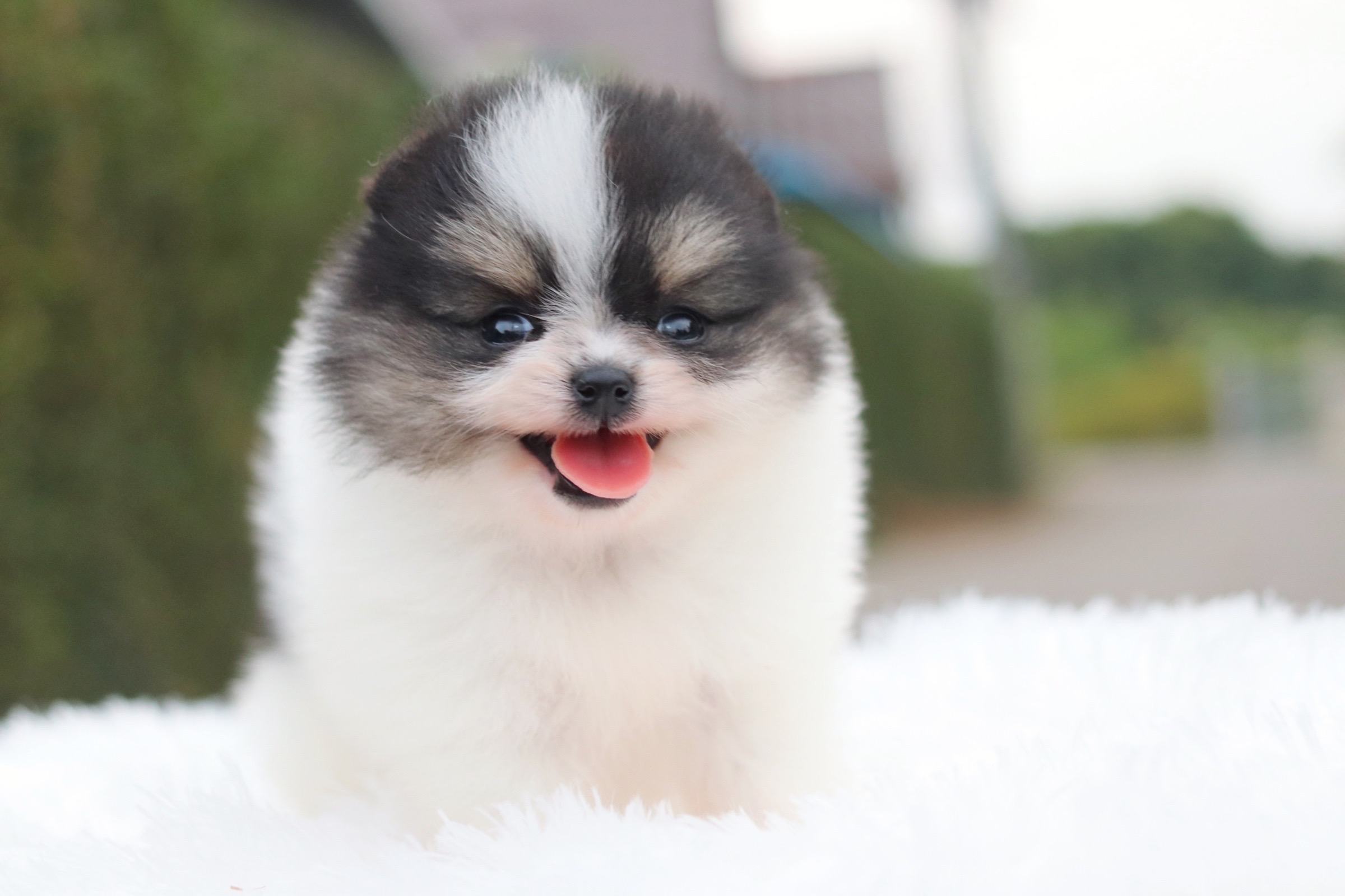 ปอมเมอเรเนียน เพศเมียแฟนซี