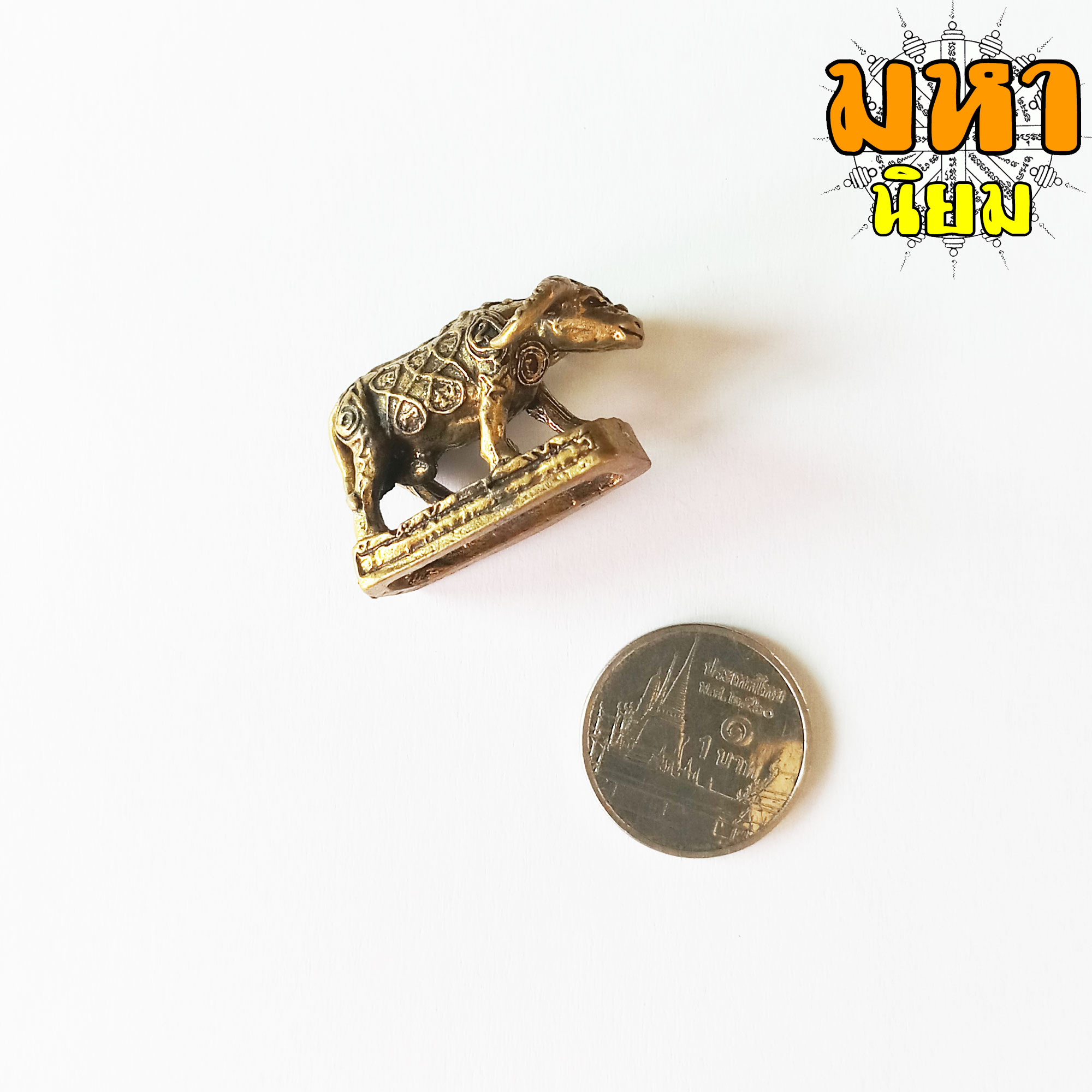 ควายธนู ครูบาน้อย เทพธรรมรังษี วัดถ้ำมังกรทอง จ.นครราชสีมา