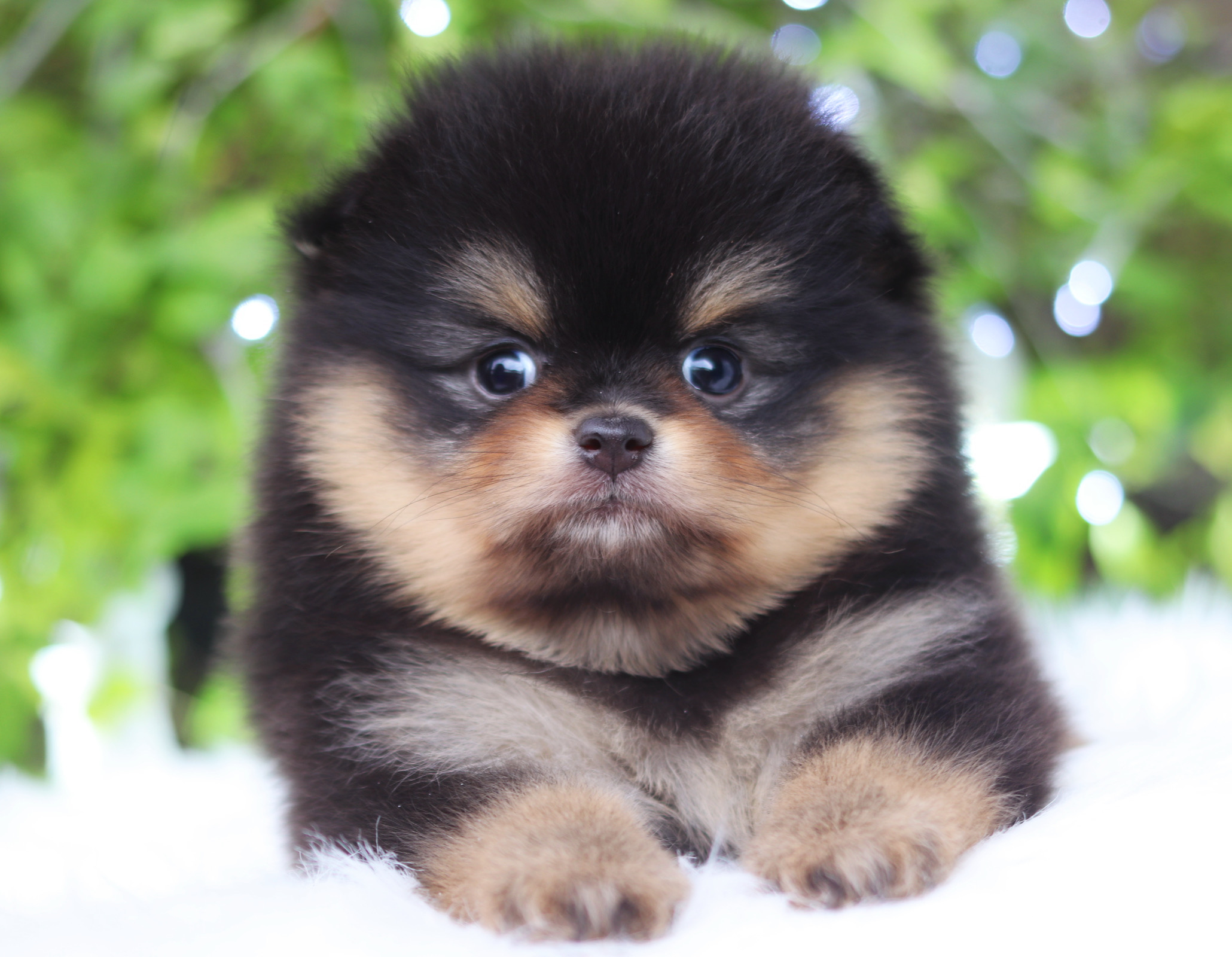 ปอมเมอเรเนียน เพศเมียสีแบล็คแทน