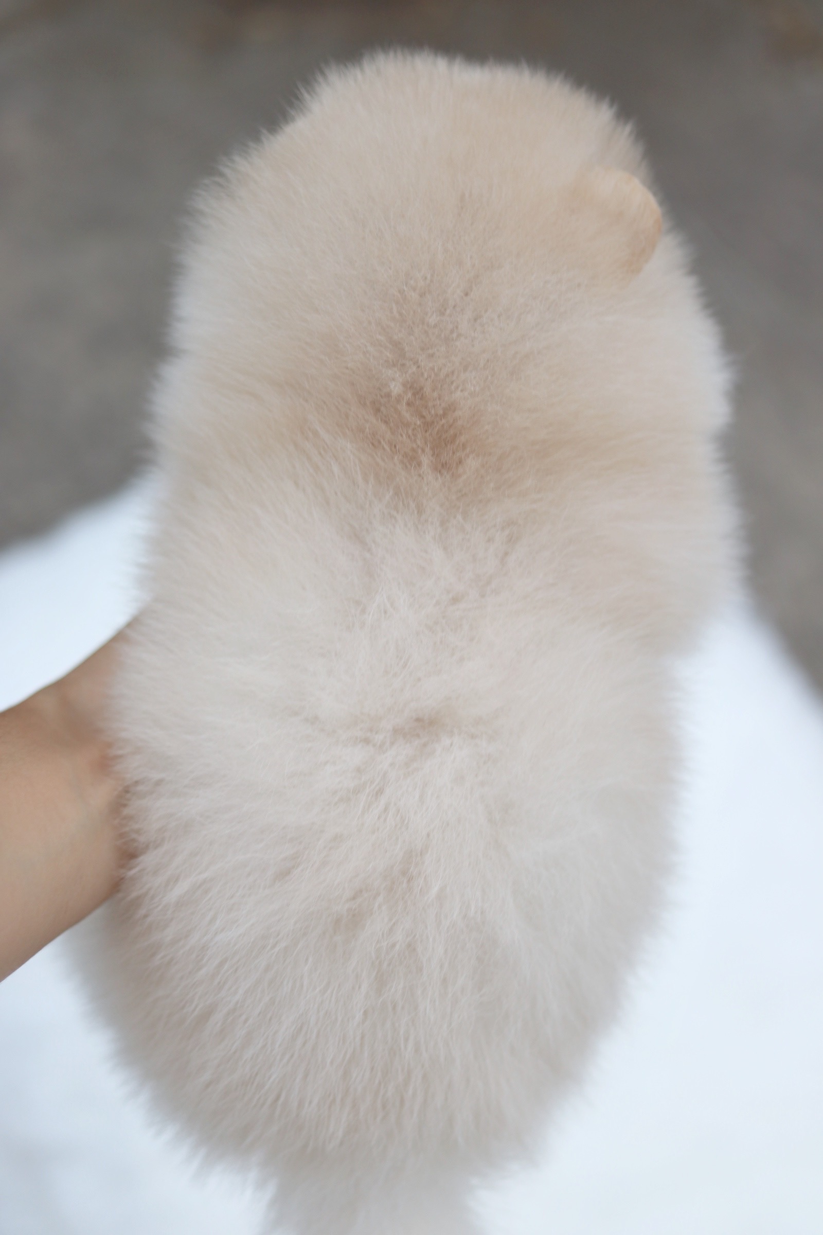 ปอมเมอเรเนียน เพศผู้ สีขาวครีม