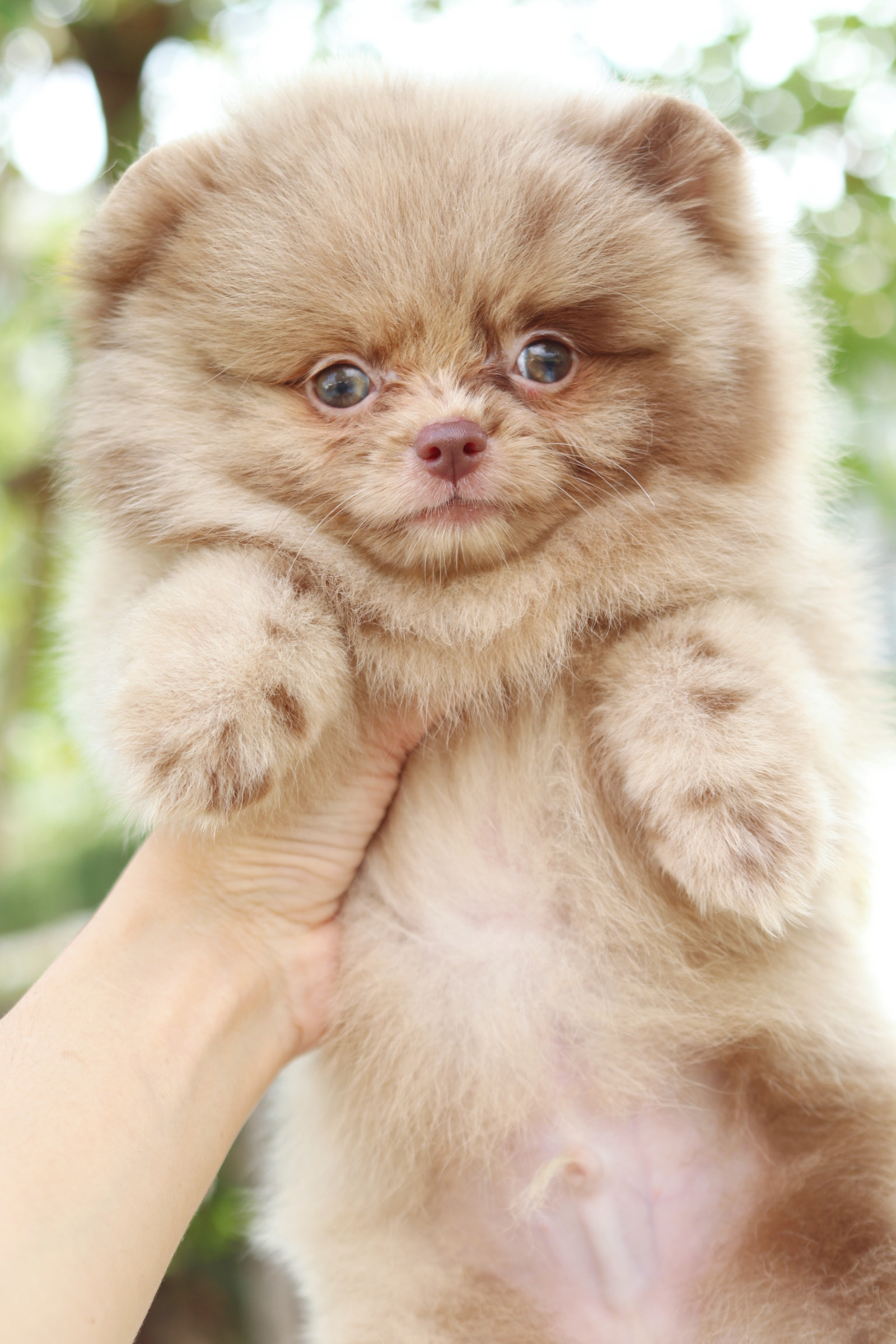 ปอมเมอเรเนียน เพศผู้ สีช็อคเมอร์เร่