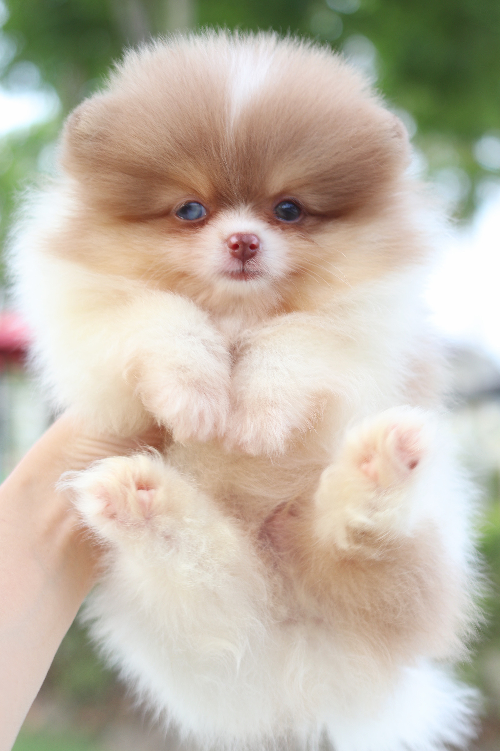 ปอมเมอเรเนียน เพศผู้สีแฟนซีช็อคโกแลต