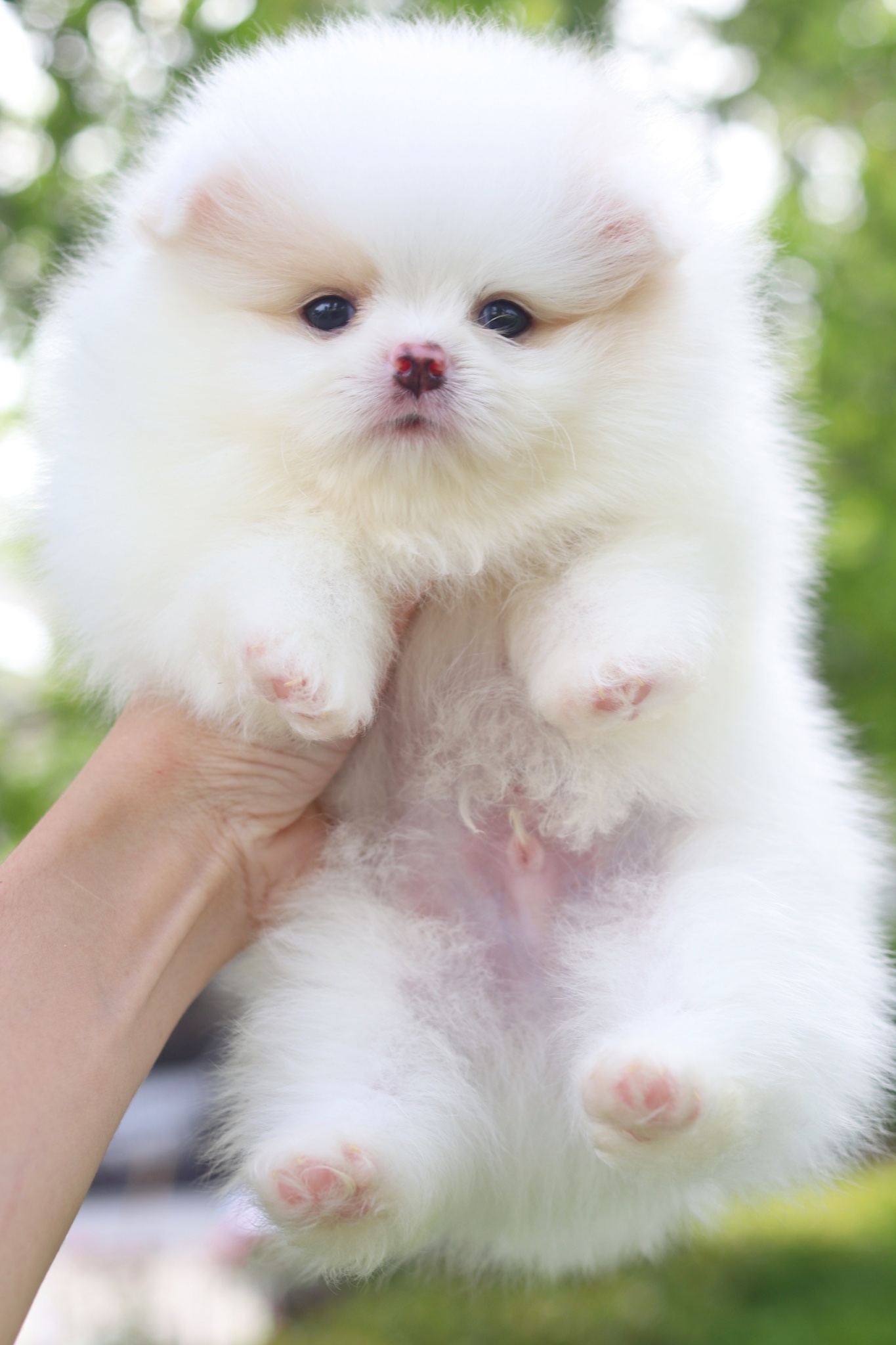 ปอมเมอเรเนียน เพศผู้ สีขาวครีม เกรดโชว์