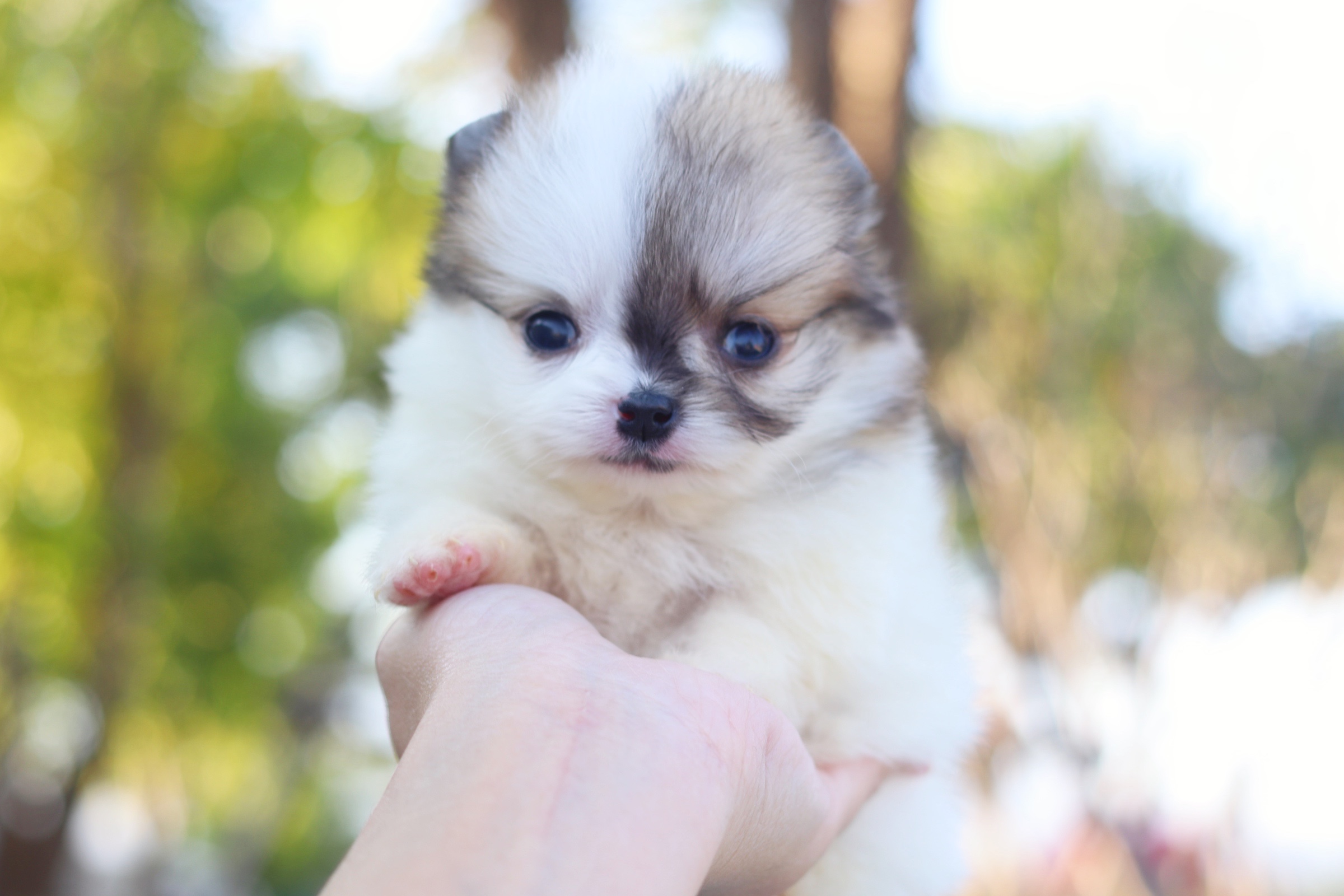 ปอมเมอเรเนียน เพศเมียแฟนซี จิ๋ว