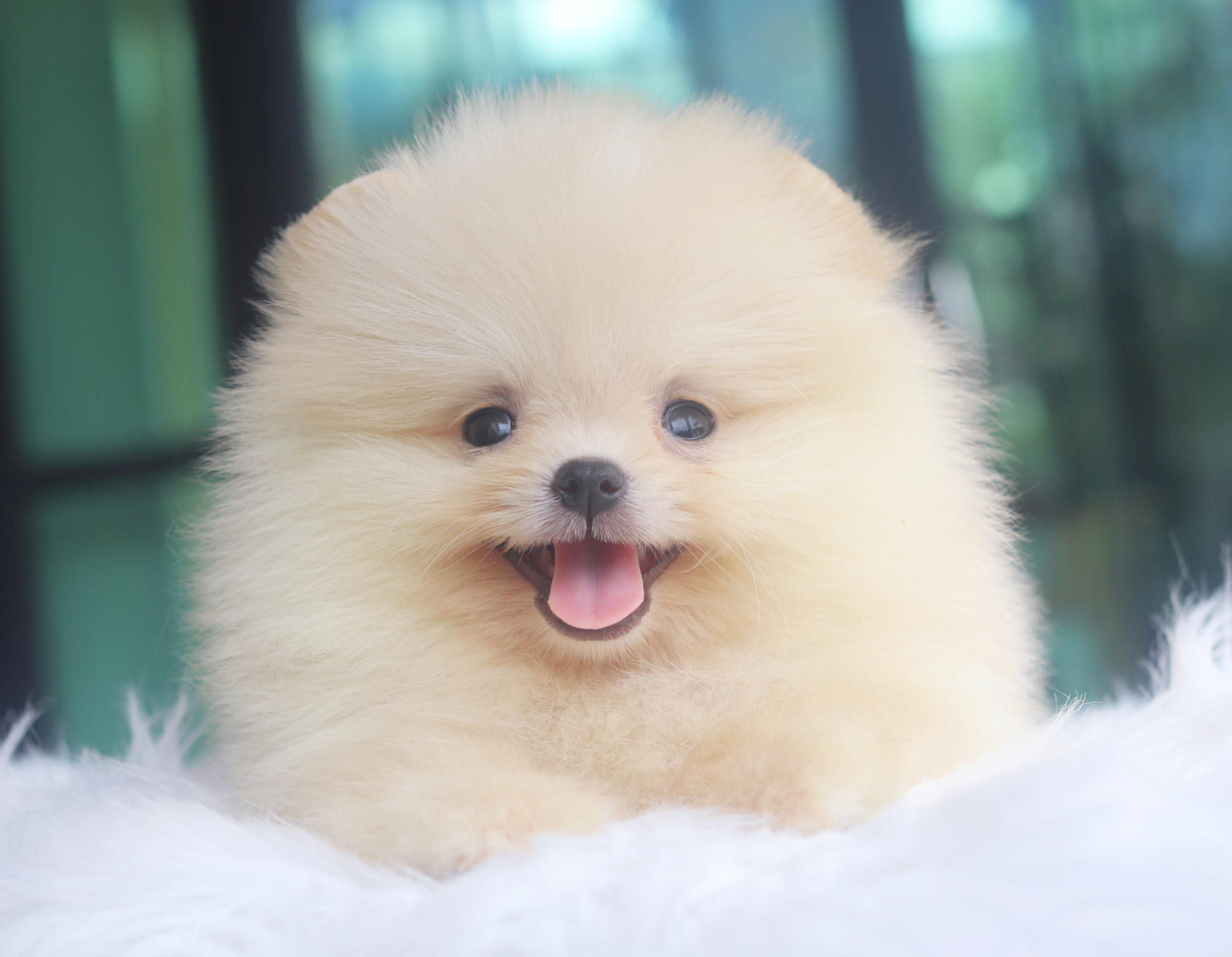 ปอมเมอเรเนียน เพศผู้สีครีม