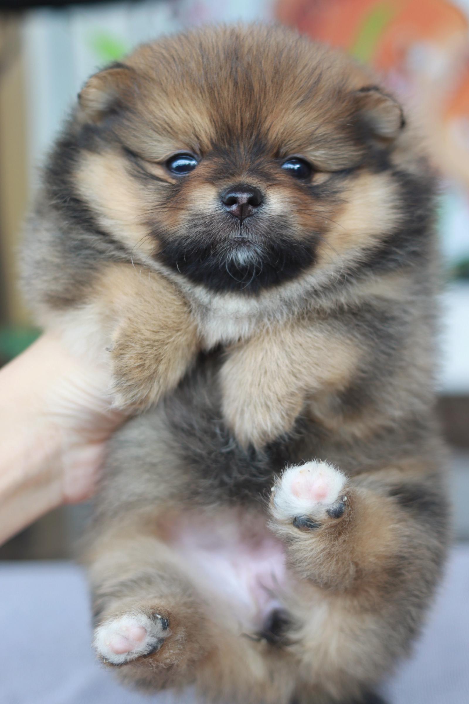 ปอมเมอเรเนียน เพศเมีย