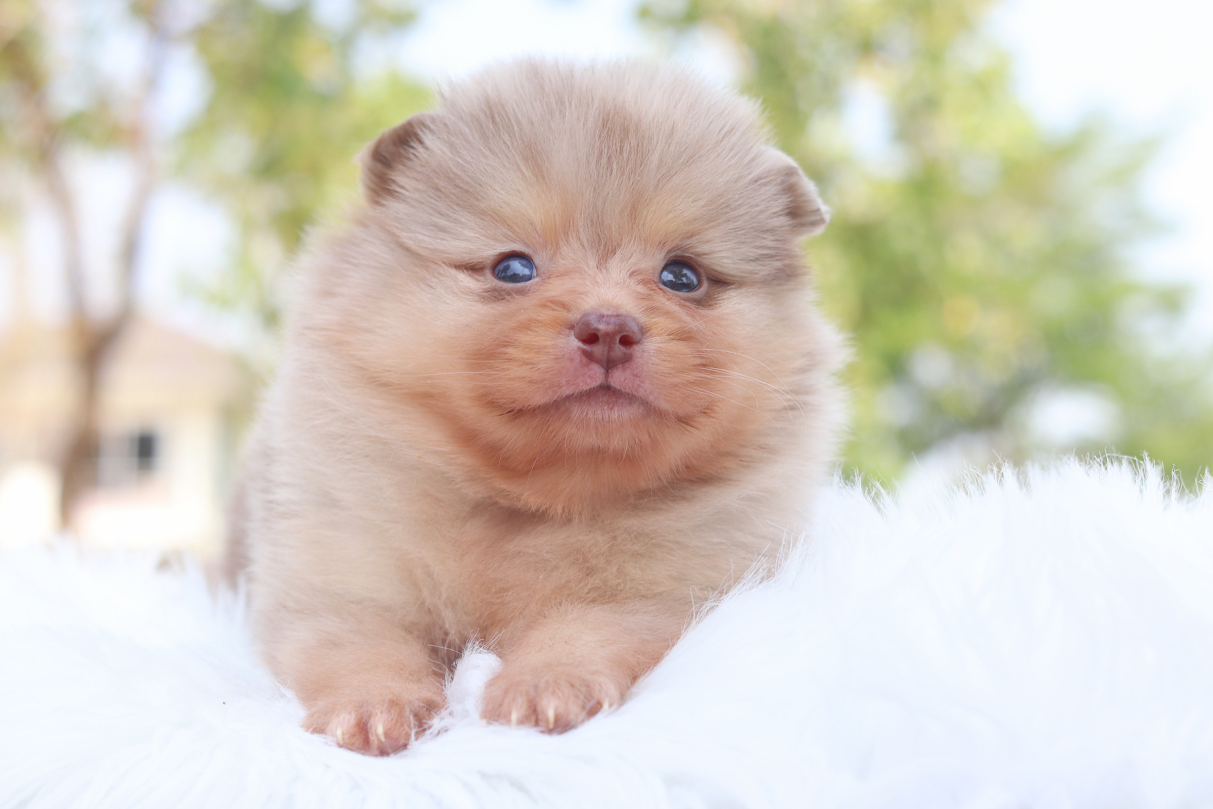 ปอมเมอเรเนียน เพศผู้สีช็อคเมอร์เร่