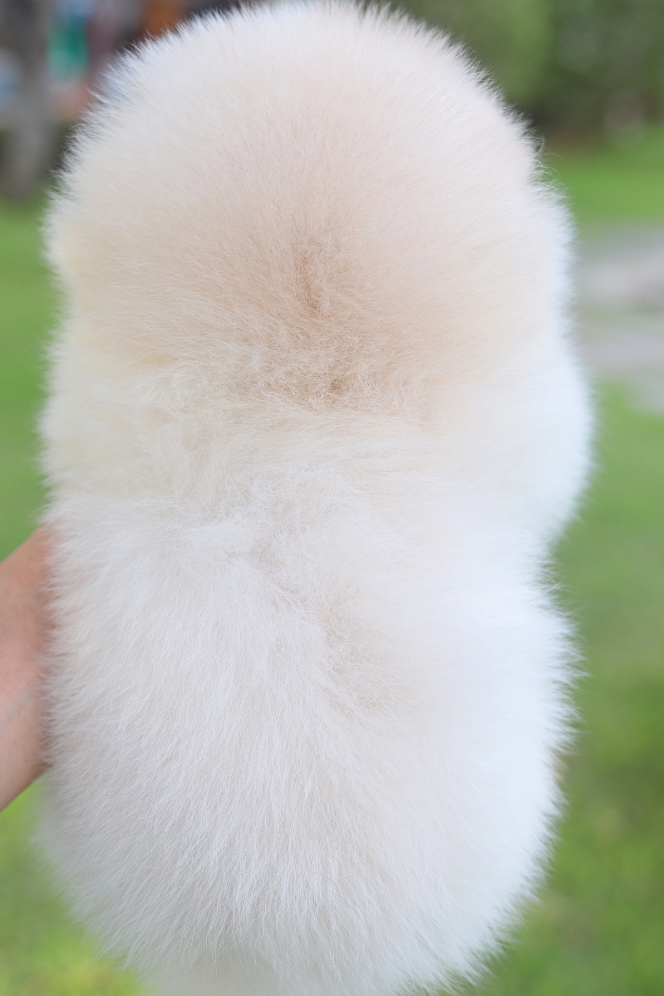 ปอมเมอเรเนียน เพศผู้สีขาวครีมเกรดโชว์