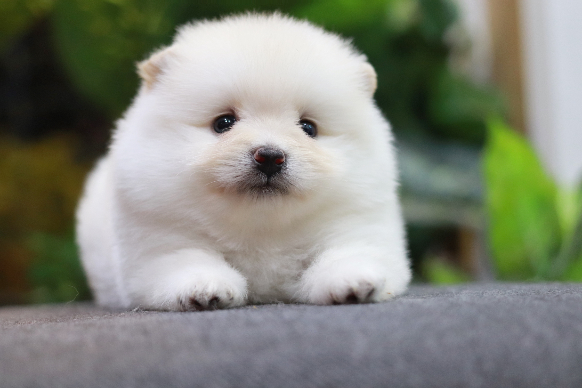 ปอมเมอเรเนียน เพศผู้