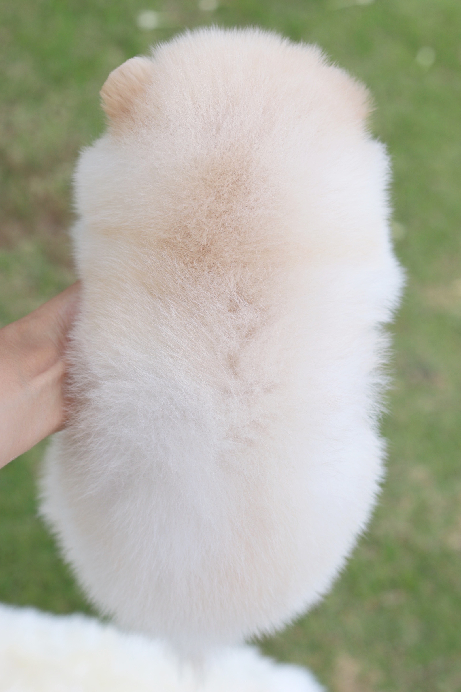 ปอมเมอเรเนียน เพศผู้ ขาวครีม