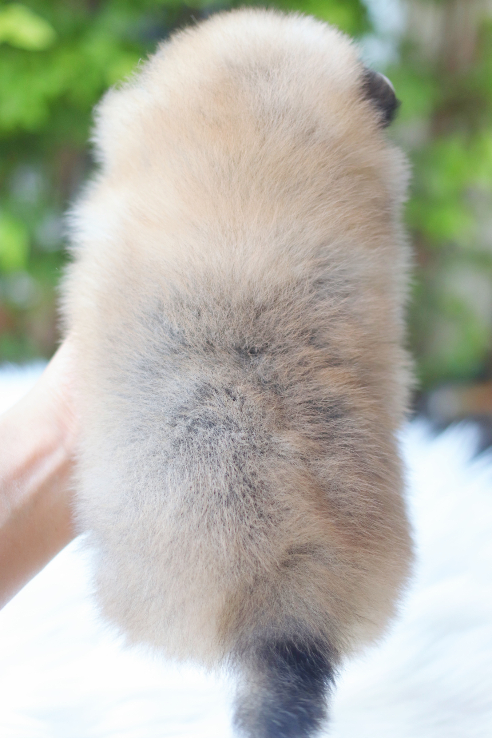 ปอมเมอเรเนียน เพศผู้สีส้ม