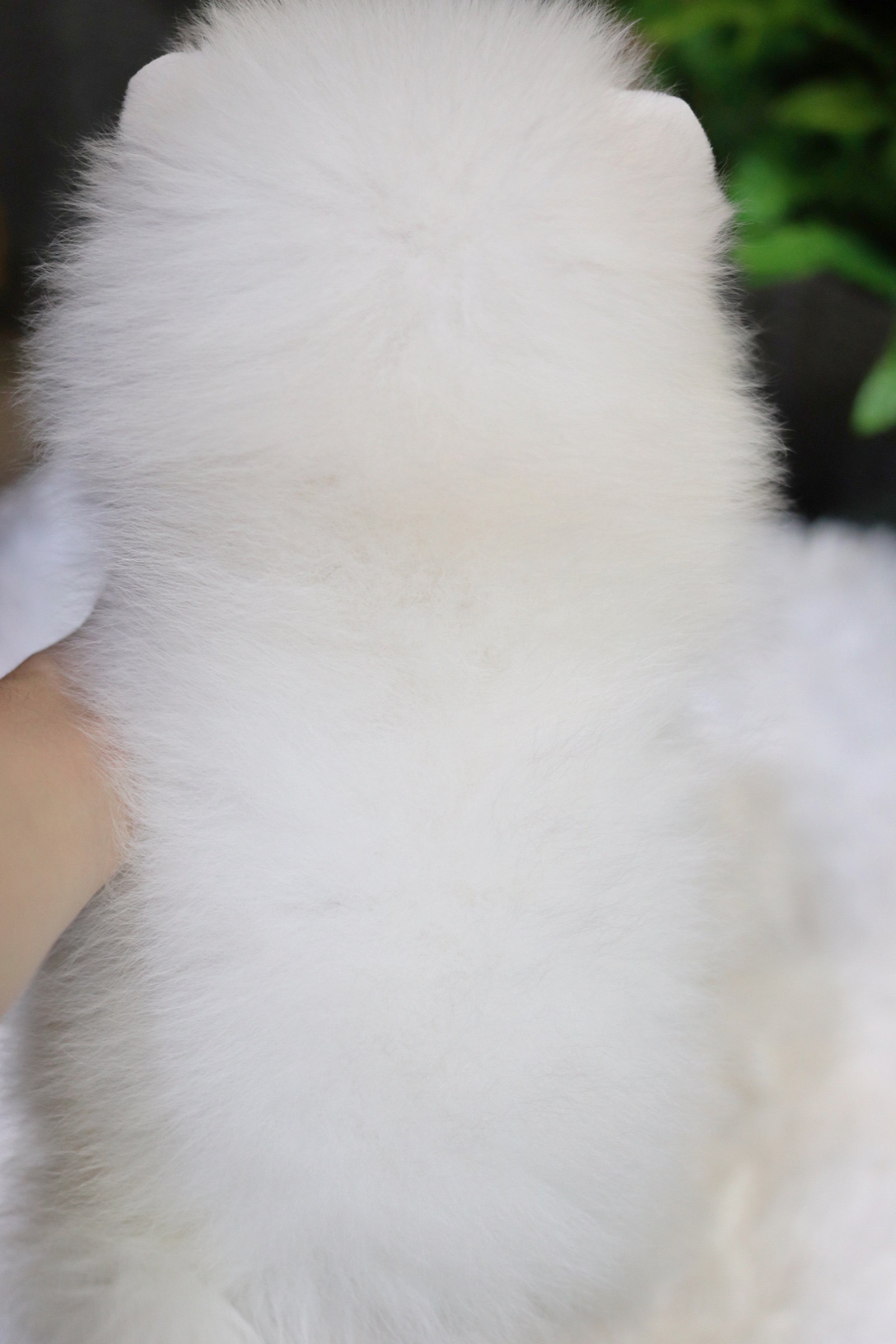 ปอมเมอเรเนียน เพศเมียขาวครีม