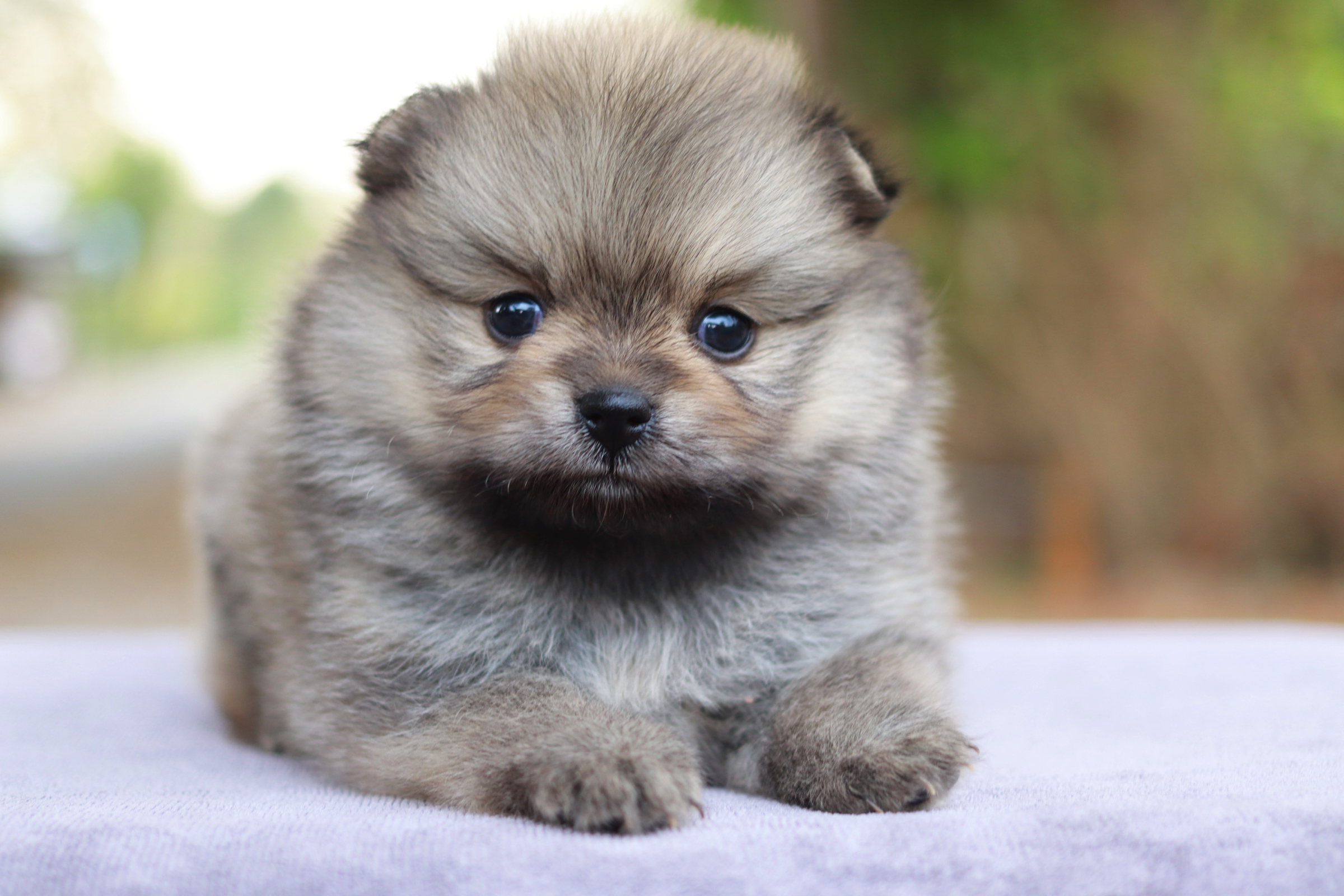 ปอมเมอเรเนียน เพศเมีย