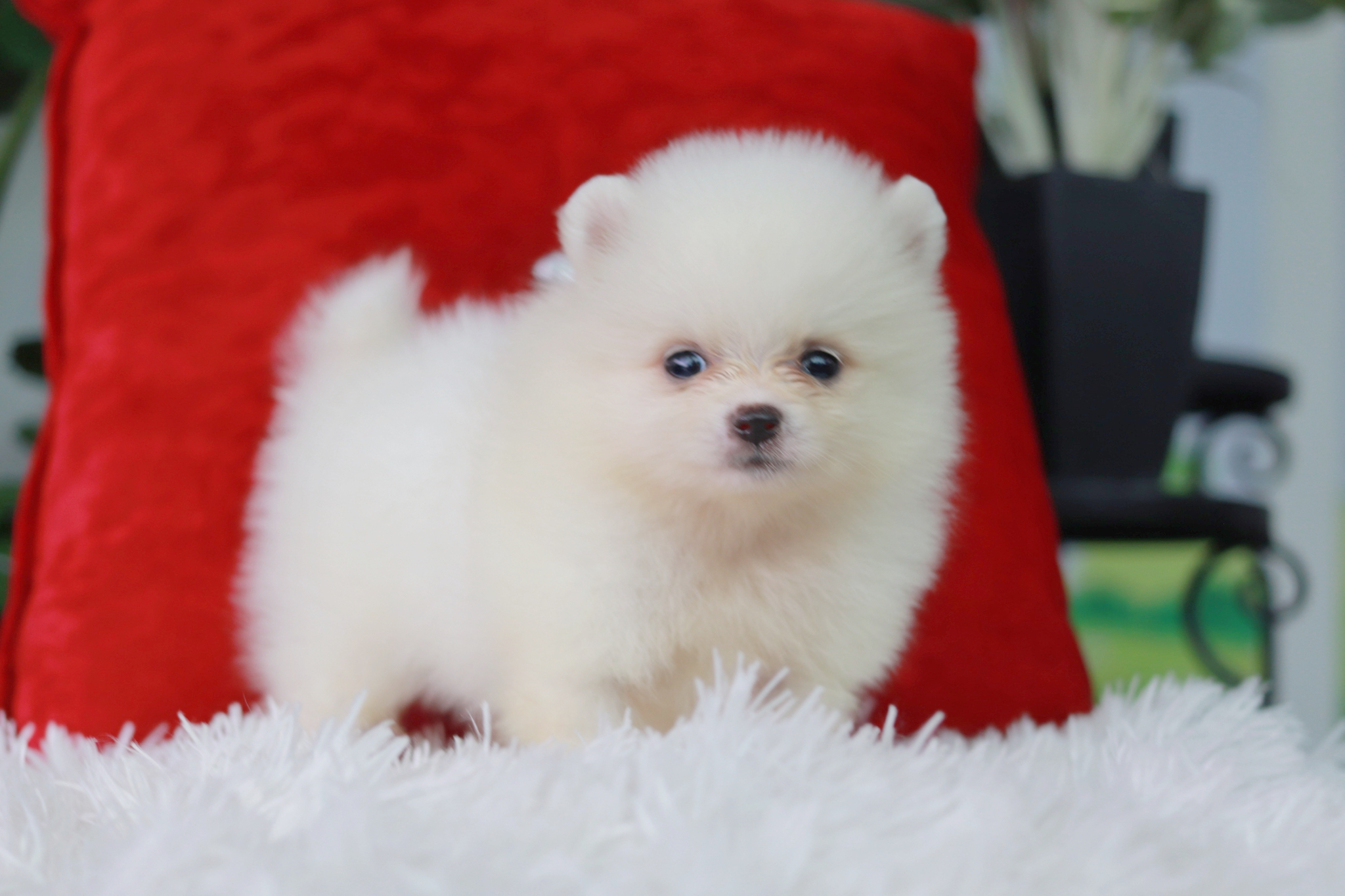 ปอมเมอเรเนียน เพศผู้ สีขาวครีม