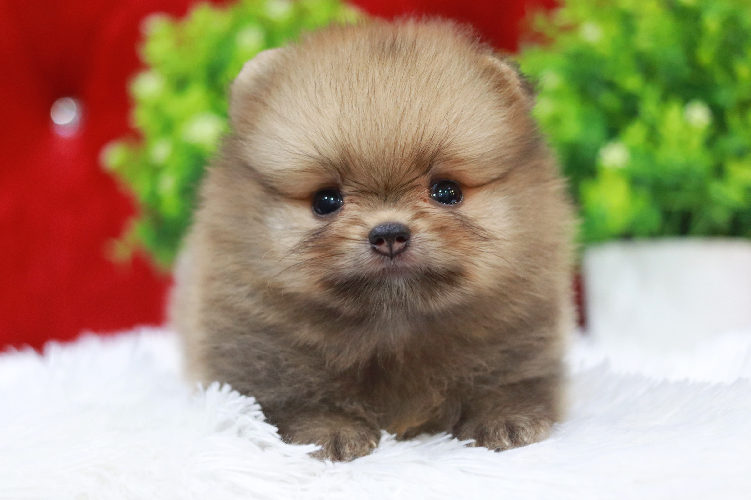 ปอมเมอเรเนียน เพศผู้ สีส้ม หน้าหมี