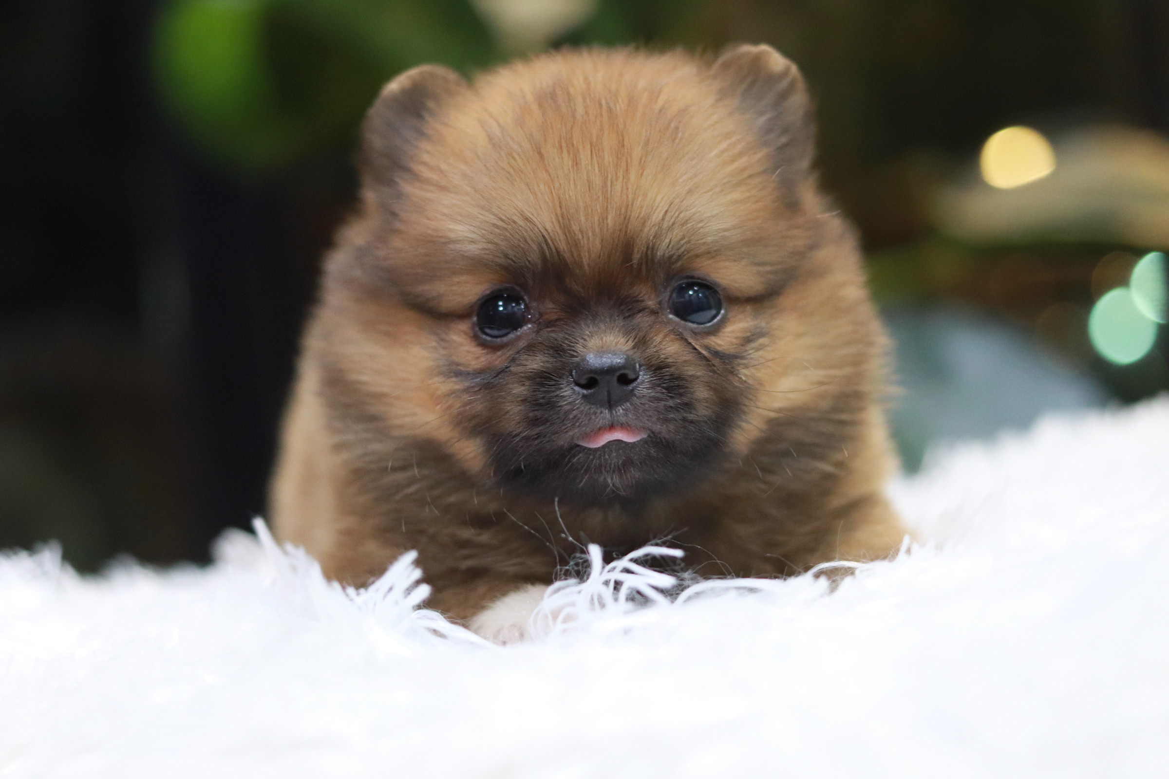 ปอมเมอเรเนียน เพศเมีย