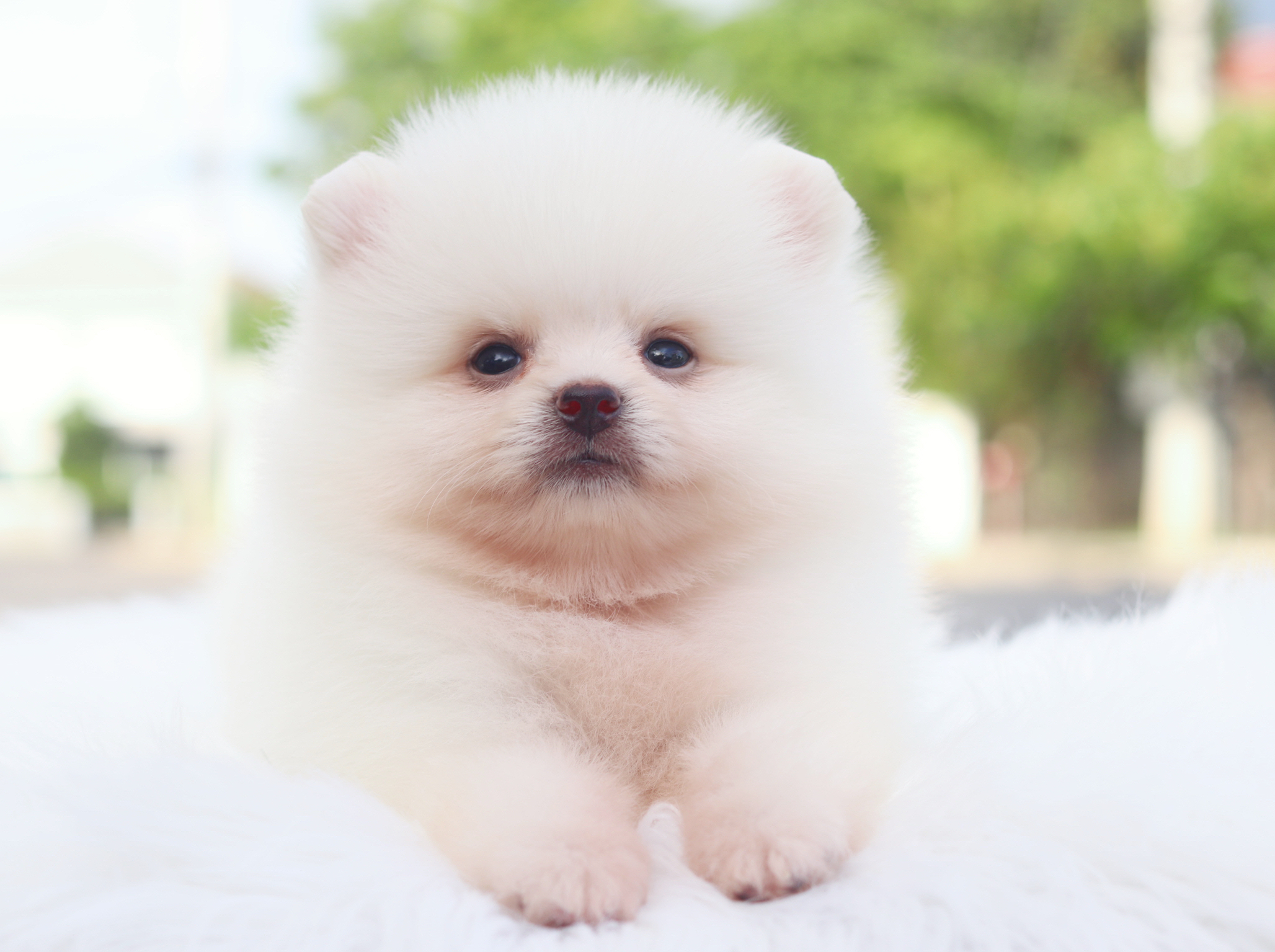 ปอมเมอเรเนียน เพศผู้สีขาวครีม