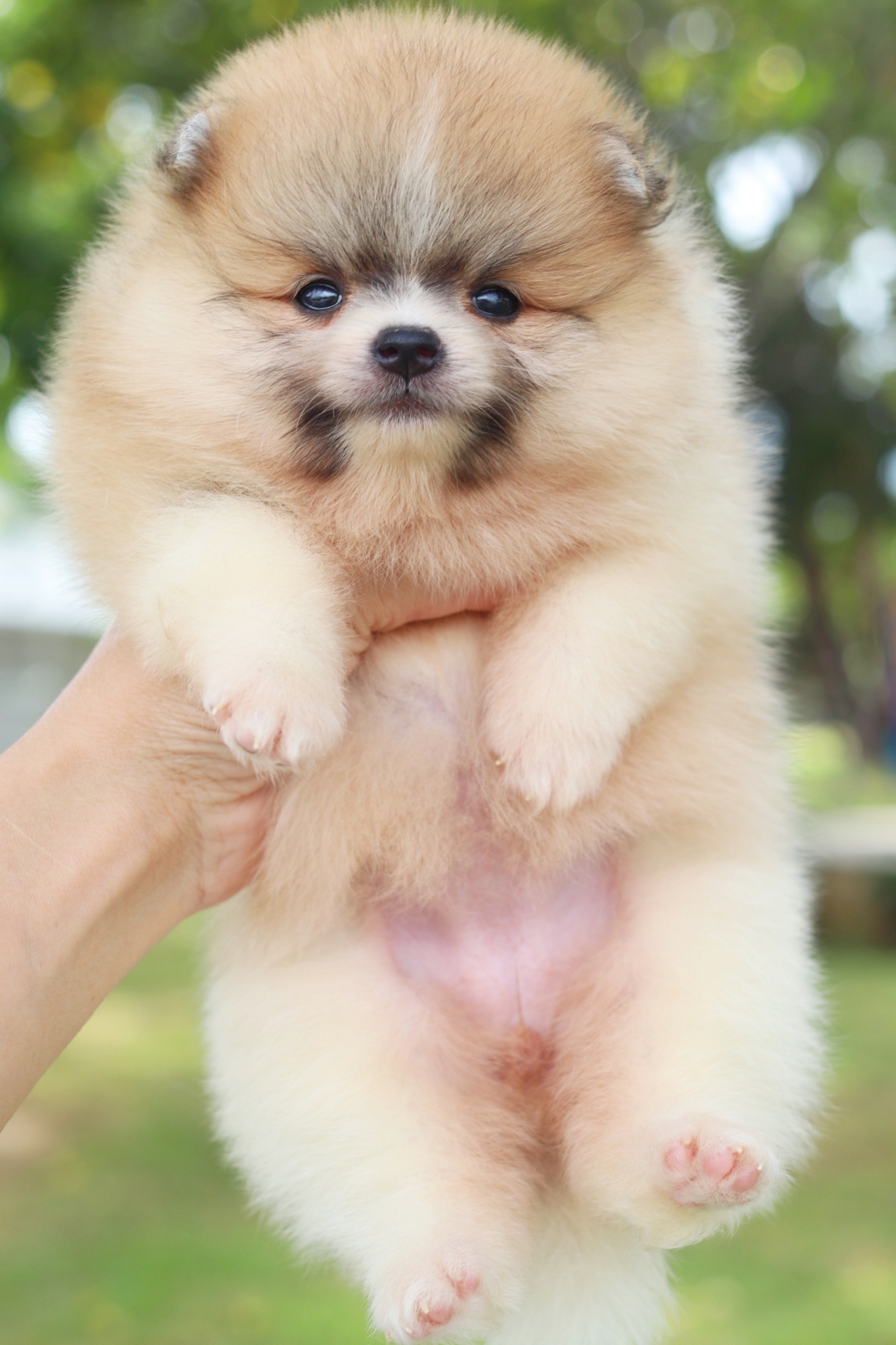 ปอมเมอเรเนียน เพศเมีย สีแฟนซี