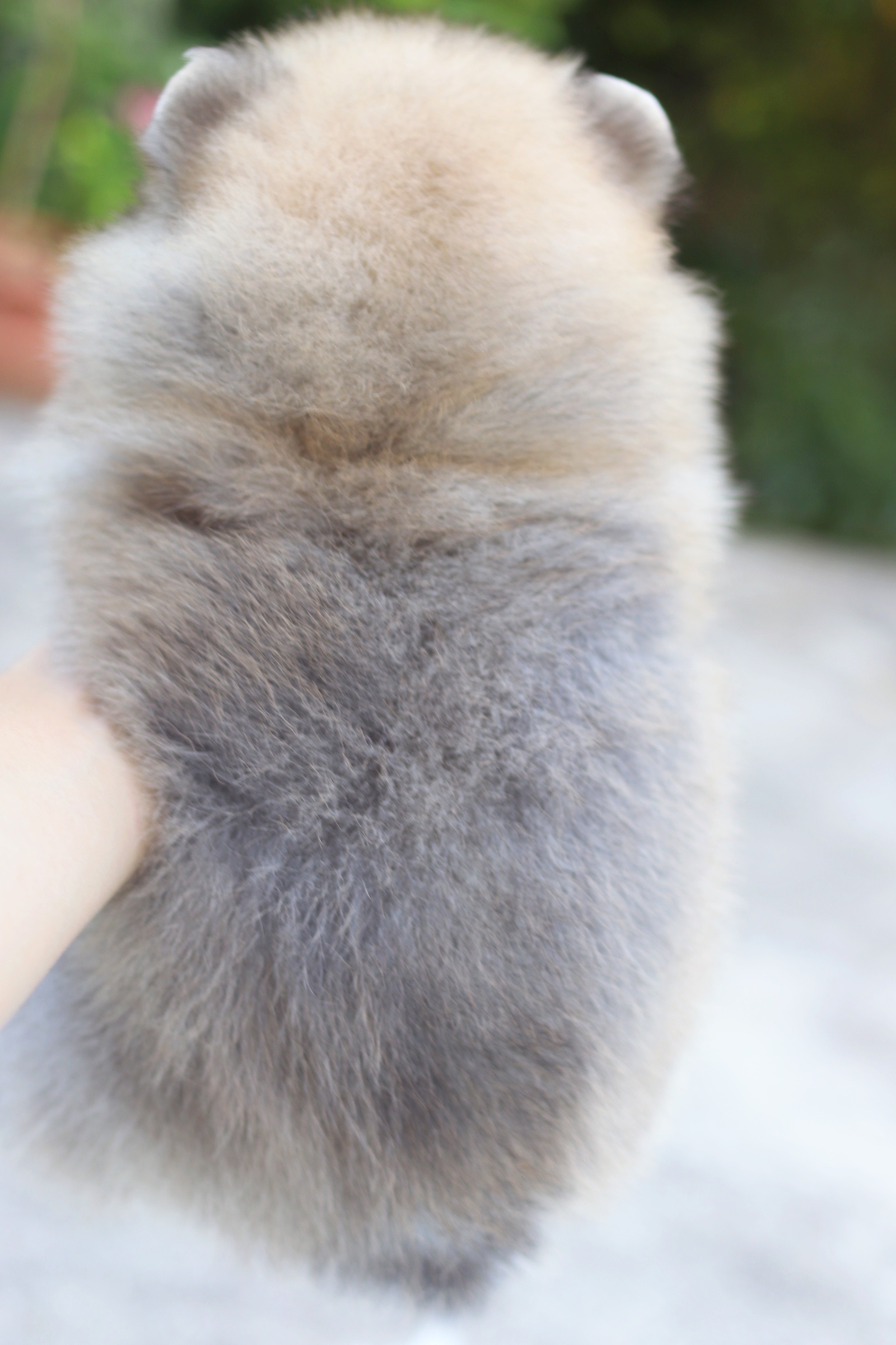 ปอมเมอเรเนียน เพศเมียสีส้ม