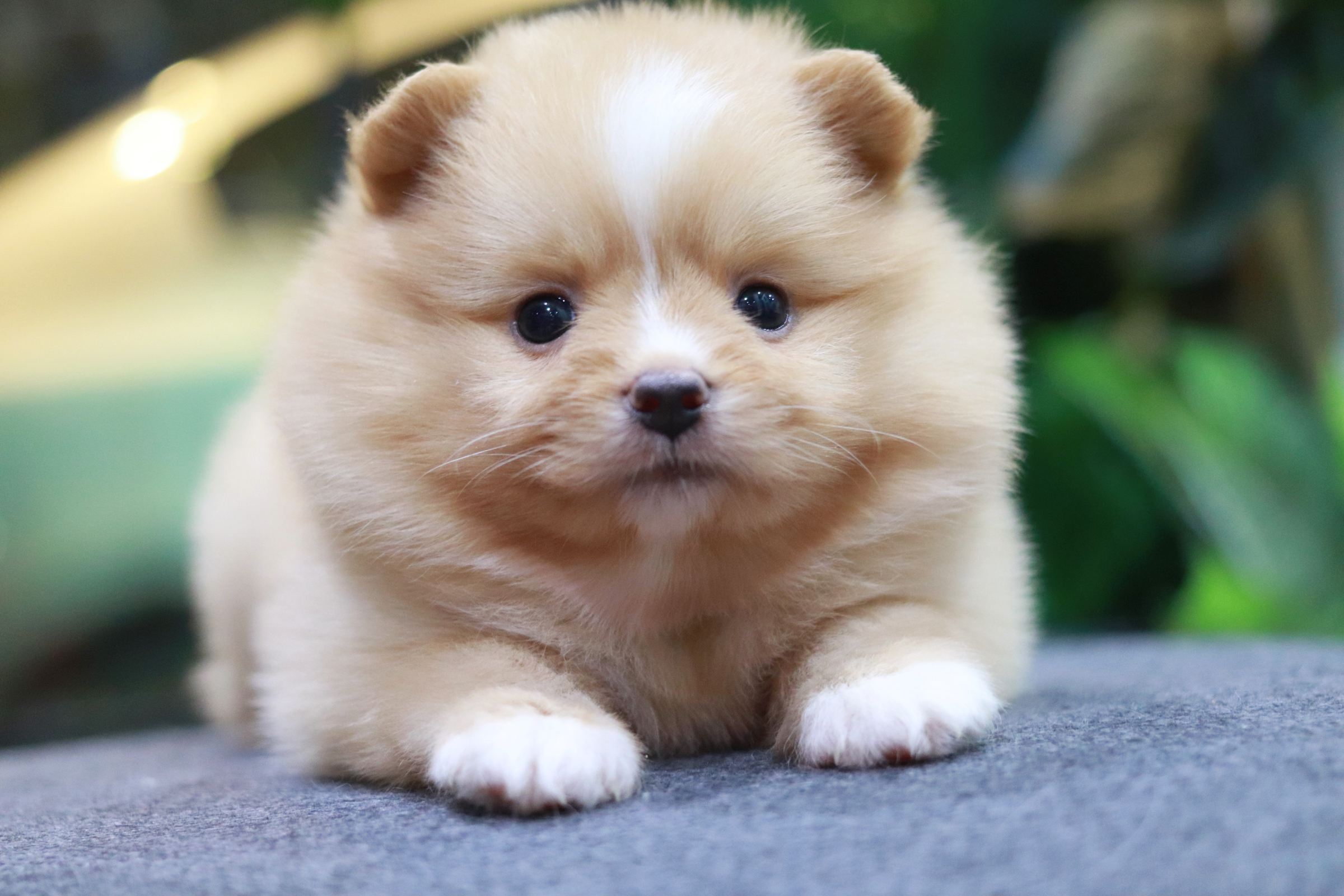 ปอมเมอเรเนียน เพศเมีย