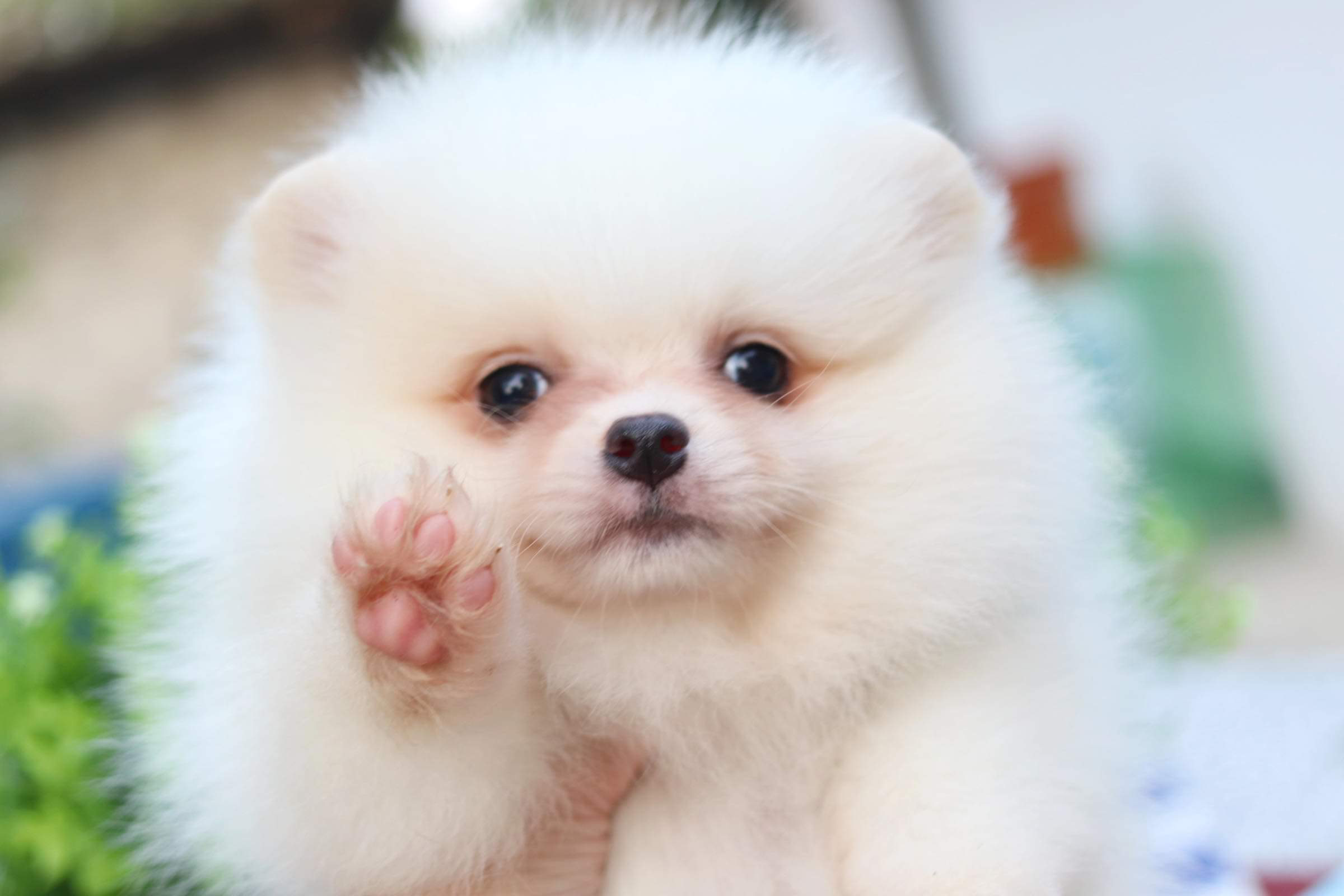 ปอมเมอเรเนียน เพศผู้