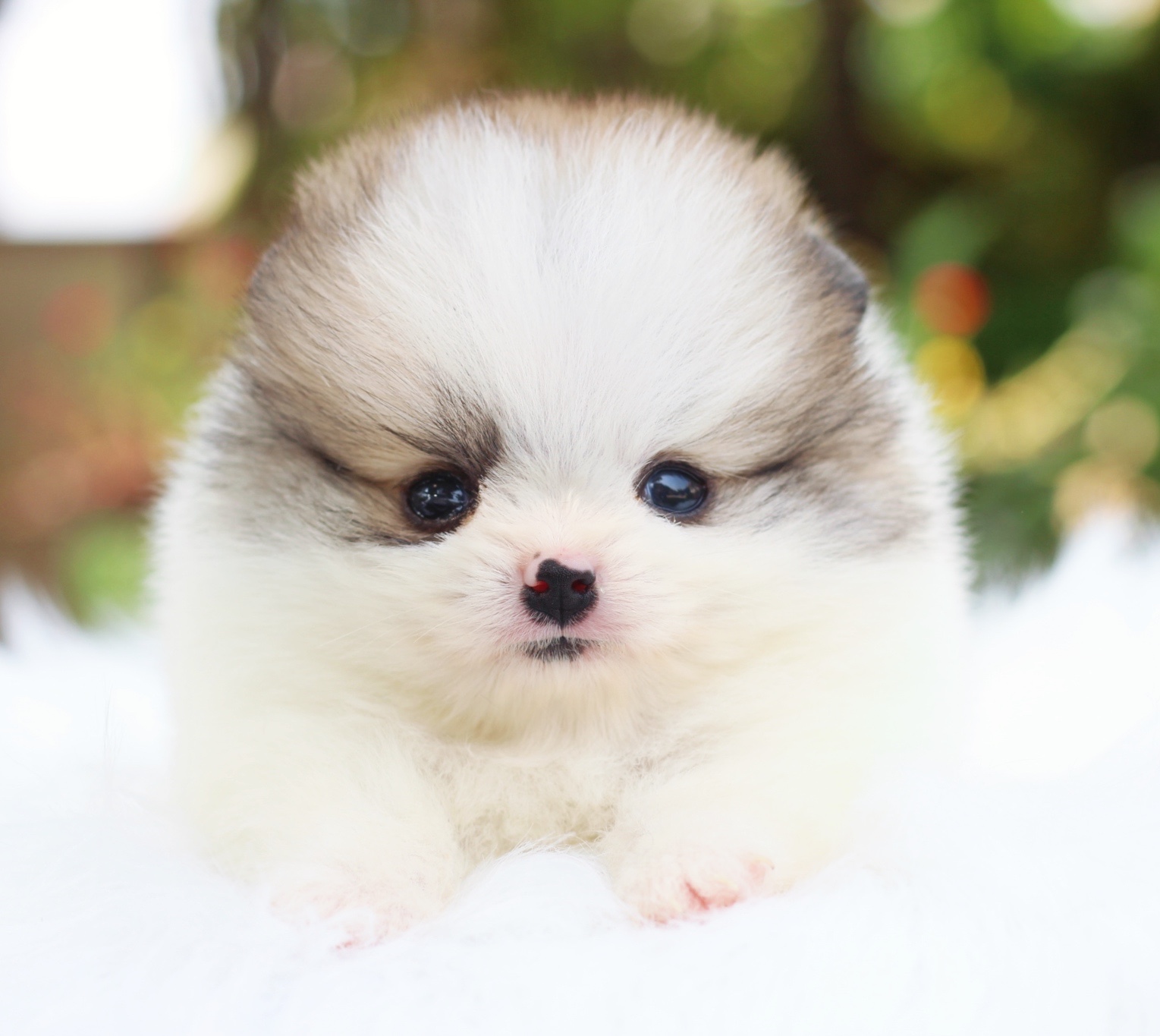 ปอมเมอเรเนียน เพศผู้ แฟนซีไซส์เล็ก