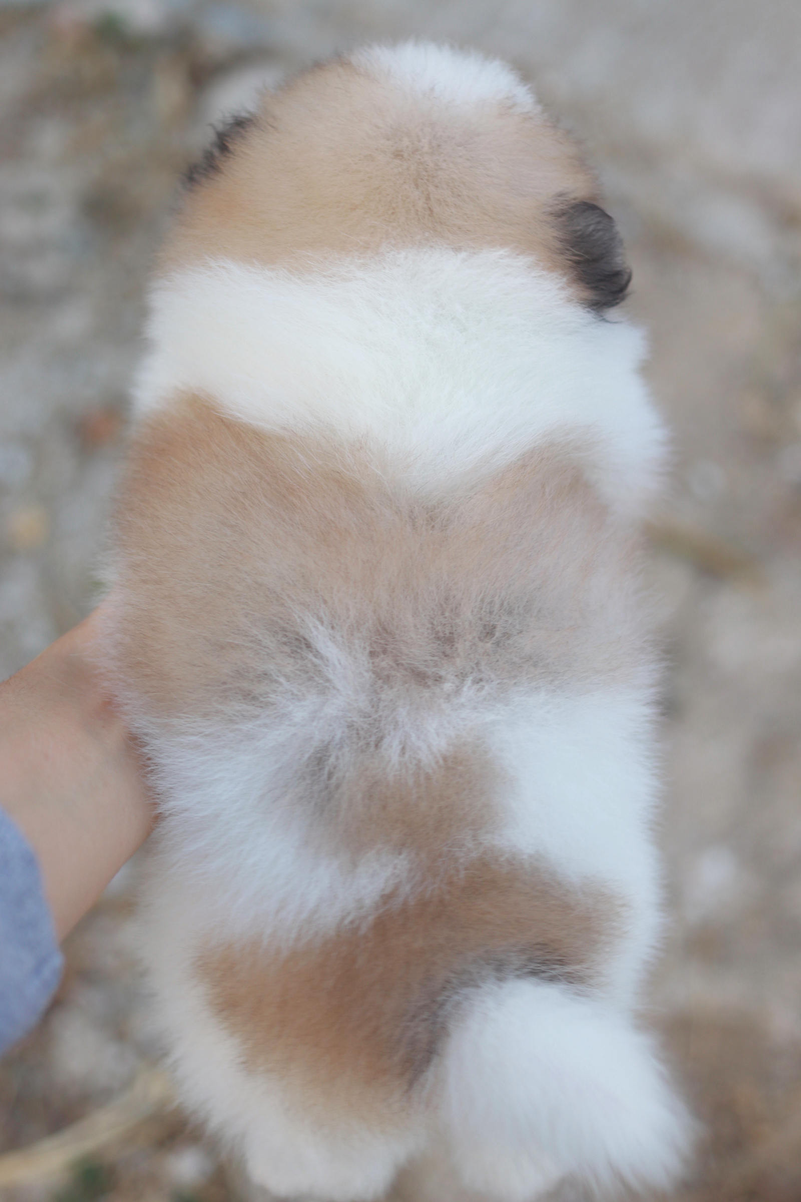 ปอมเมอเรเนียน เพศเมีย