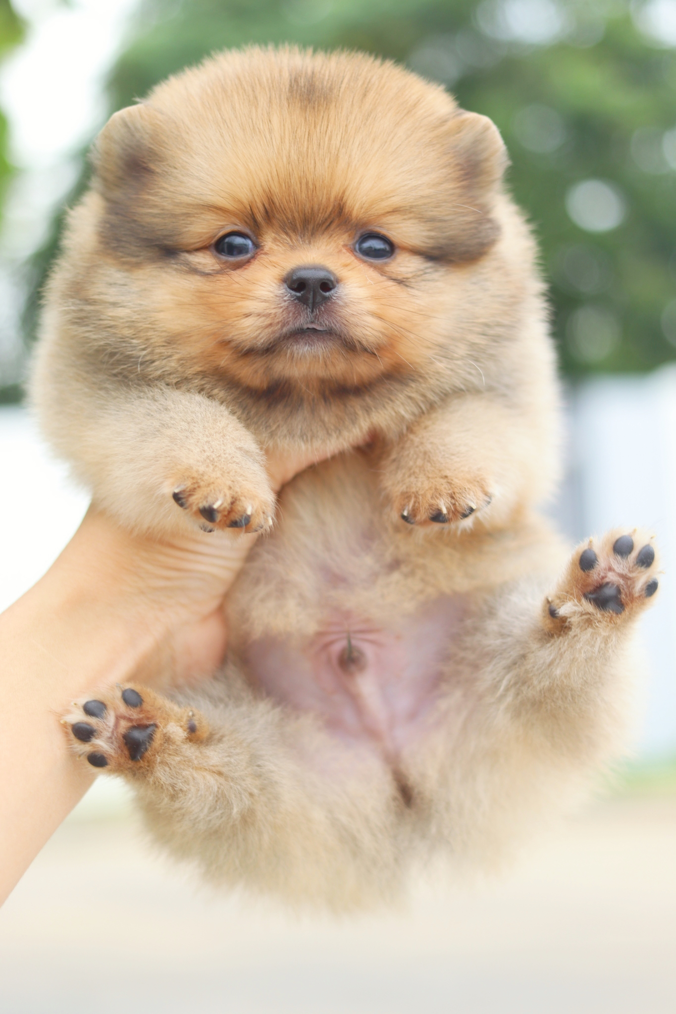 ปอมเมอเรเนียน เพศผู้สีส้ม