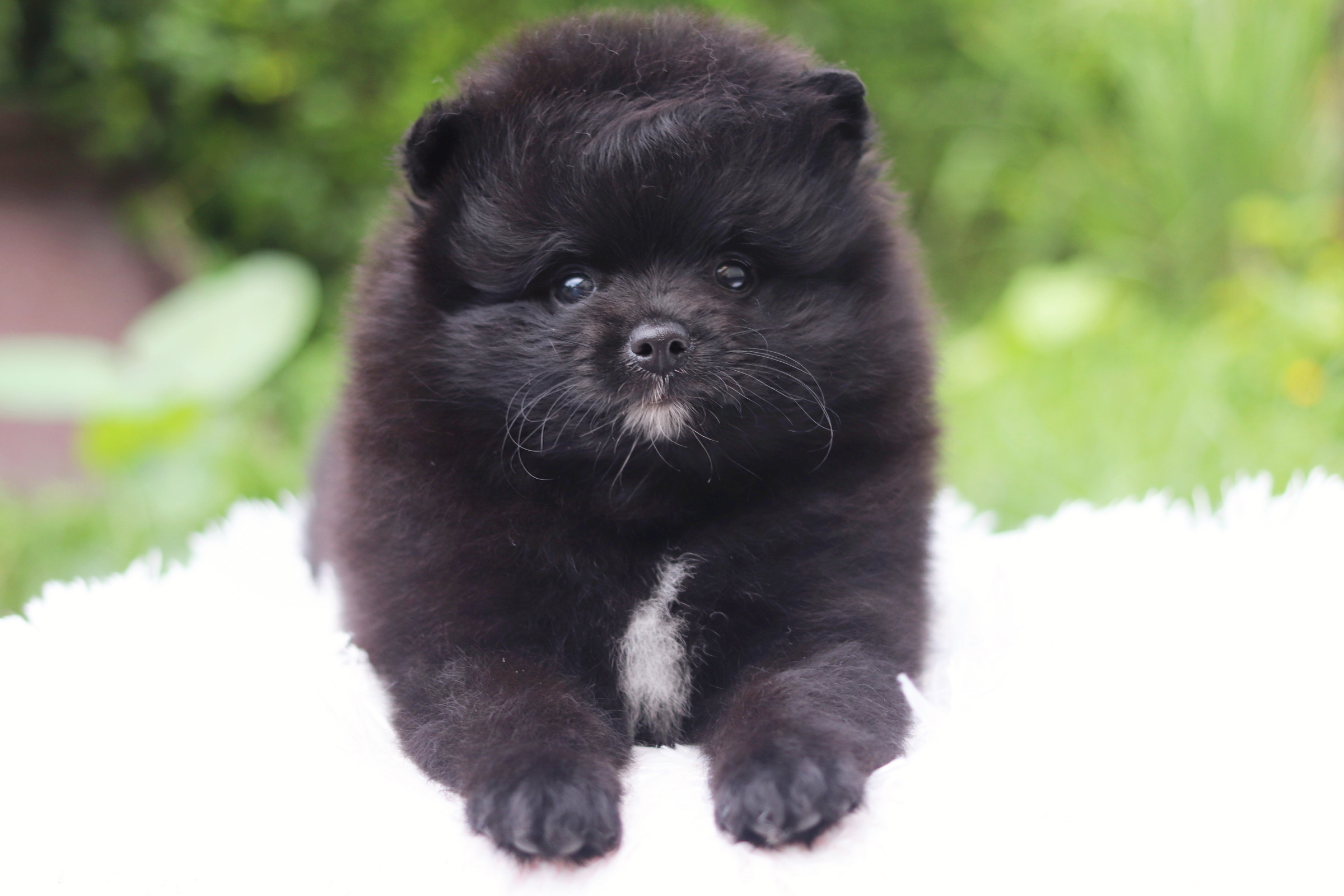 ปอมเมอเรเนียน เพศผู้ สีดำ