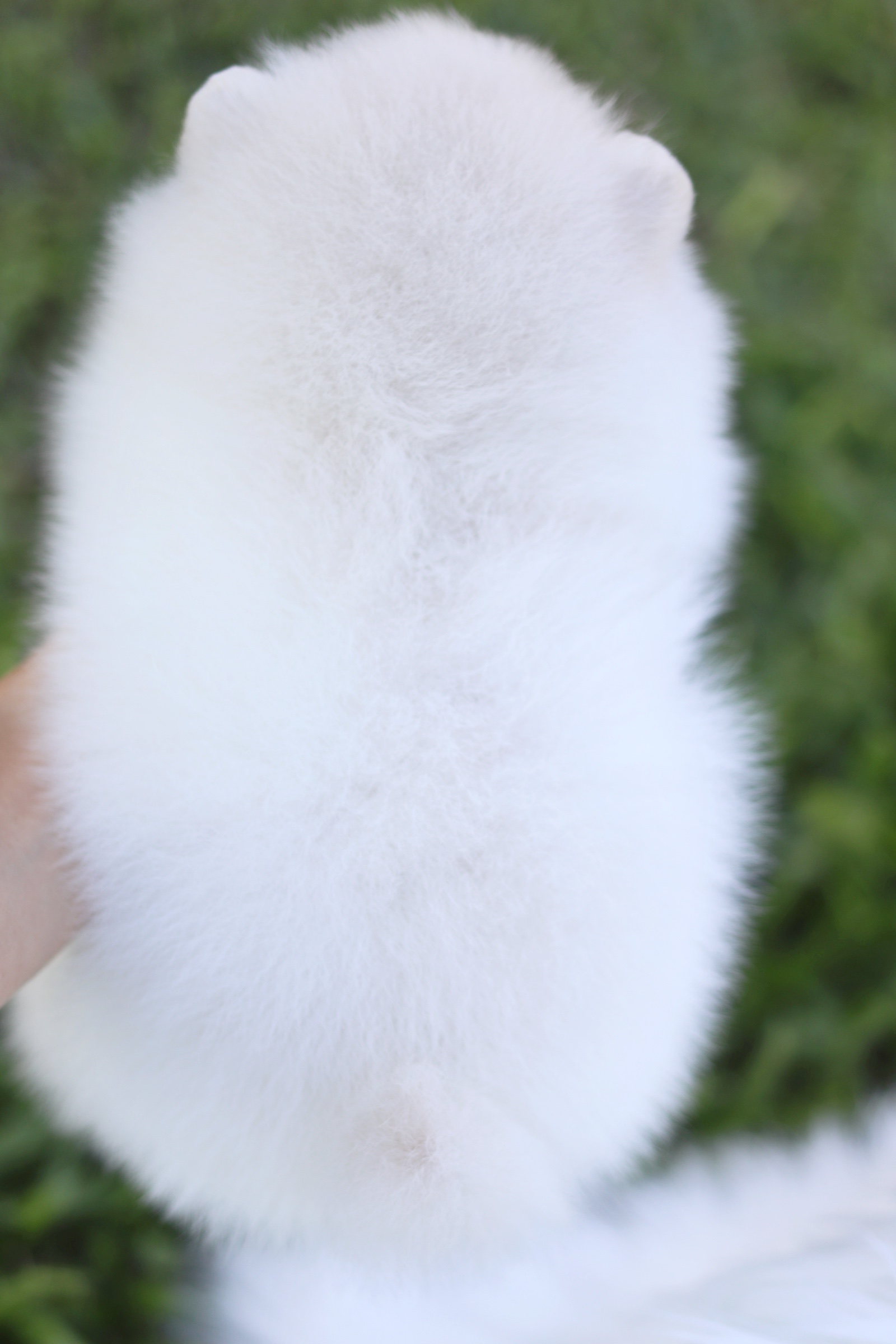 ปอมเมอเรเนียน เพศผู้ สีขาวครีม