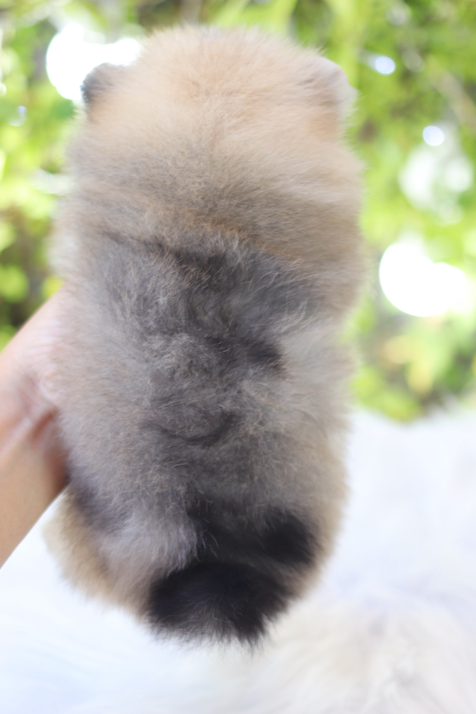 ปอมเมอเรเนียน เพศเมียสีส้ม