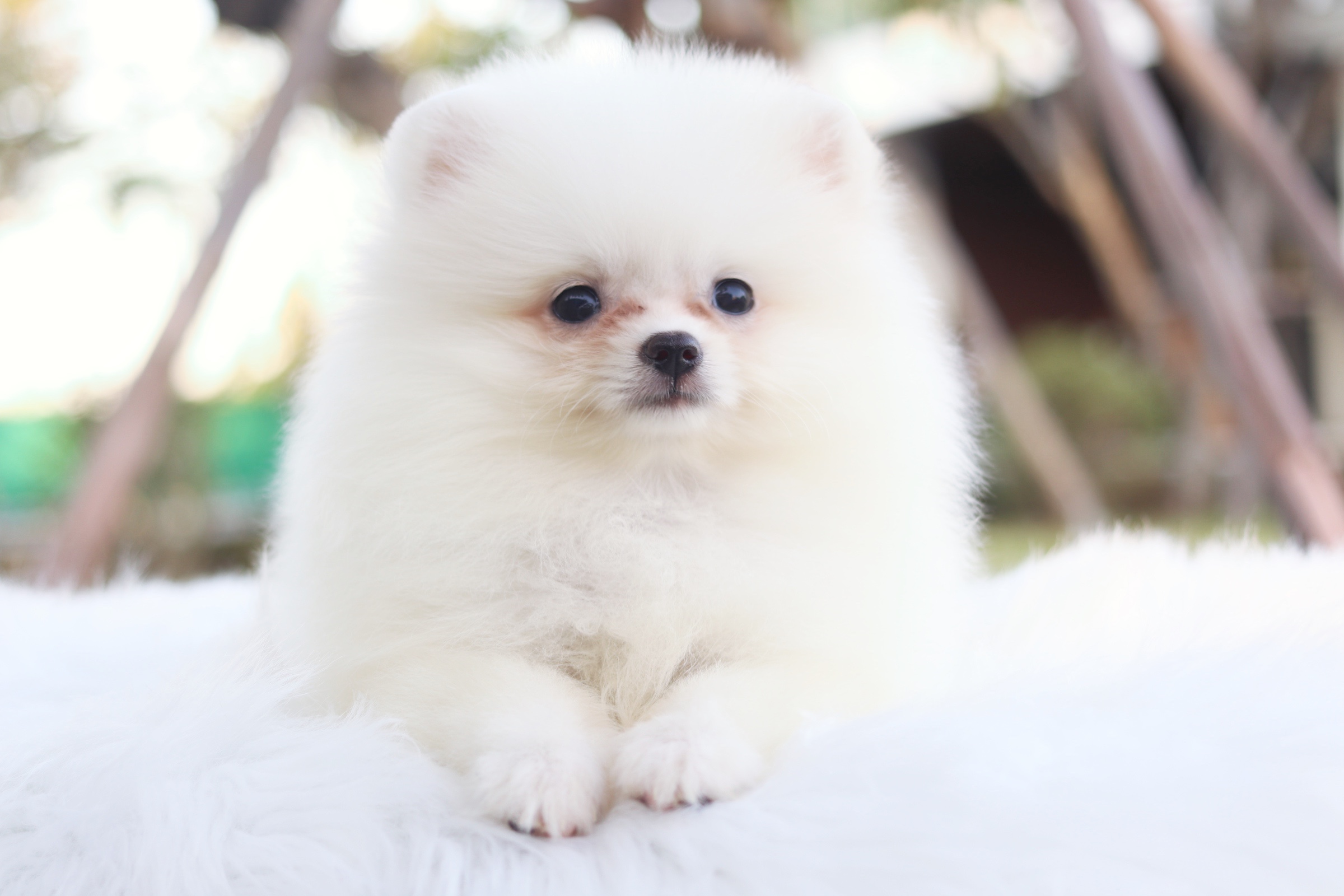 ปอมเมอเรเนียน เพศเมียสีขาวครีมไซส์เล็ก