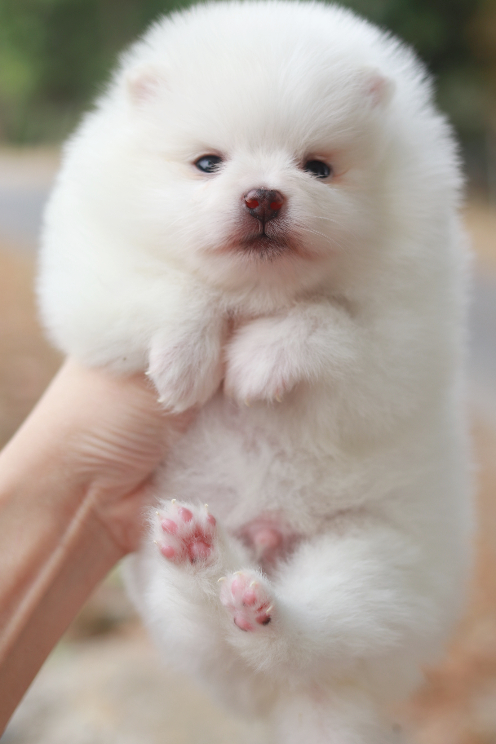 ปอมเมอเรเนียน เพศผู้