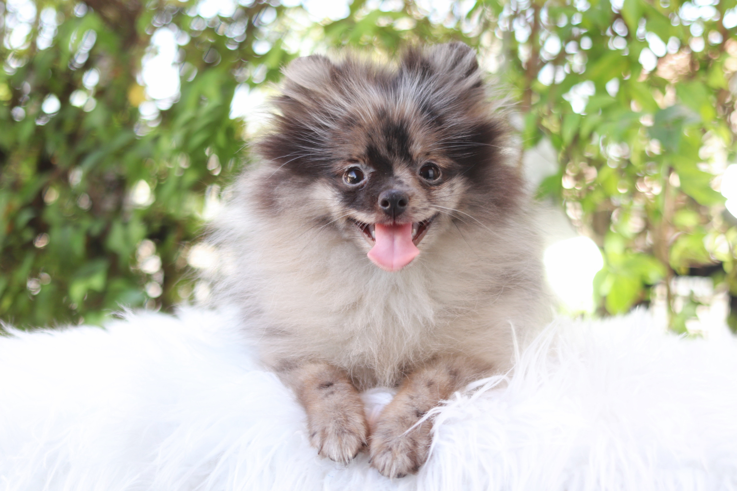 ปอมเมอเรเนียน เพศเมียสีเมอร์