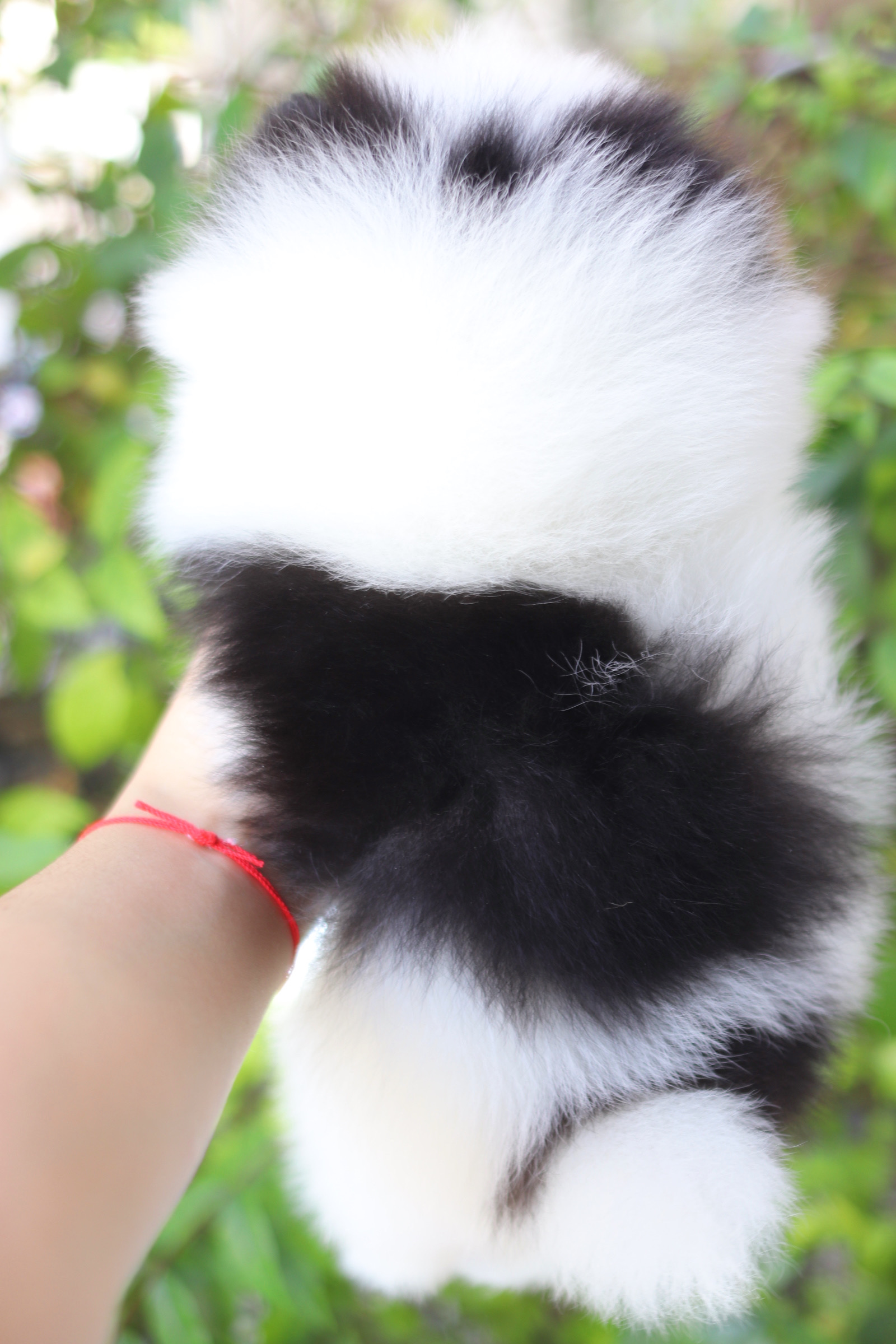 ปอมเมอเรเนียน เพศผู้ สีแพนด้า เกรดโชว์