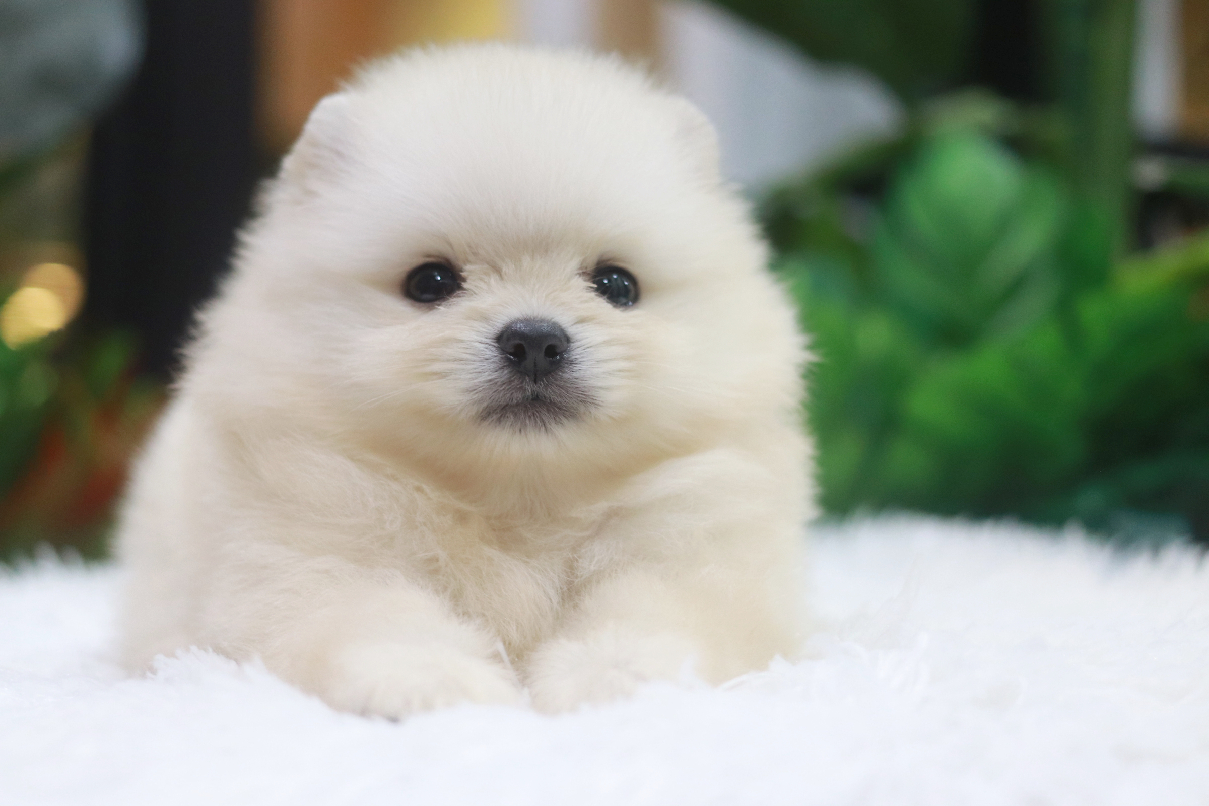 ปอมเมอเรเนียน เพศผู้ ขาวครีมหน้าฟ็อก