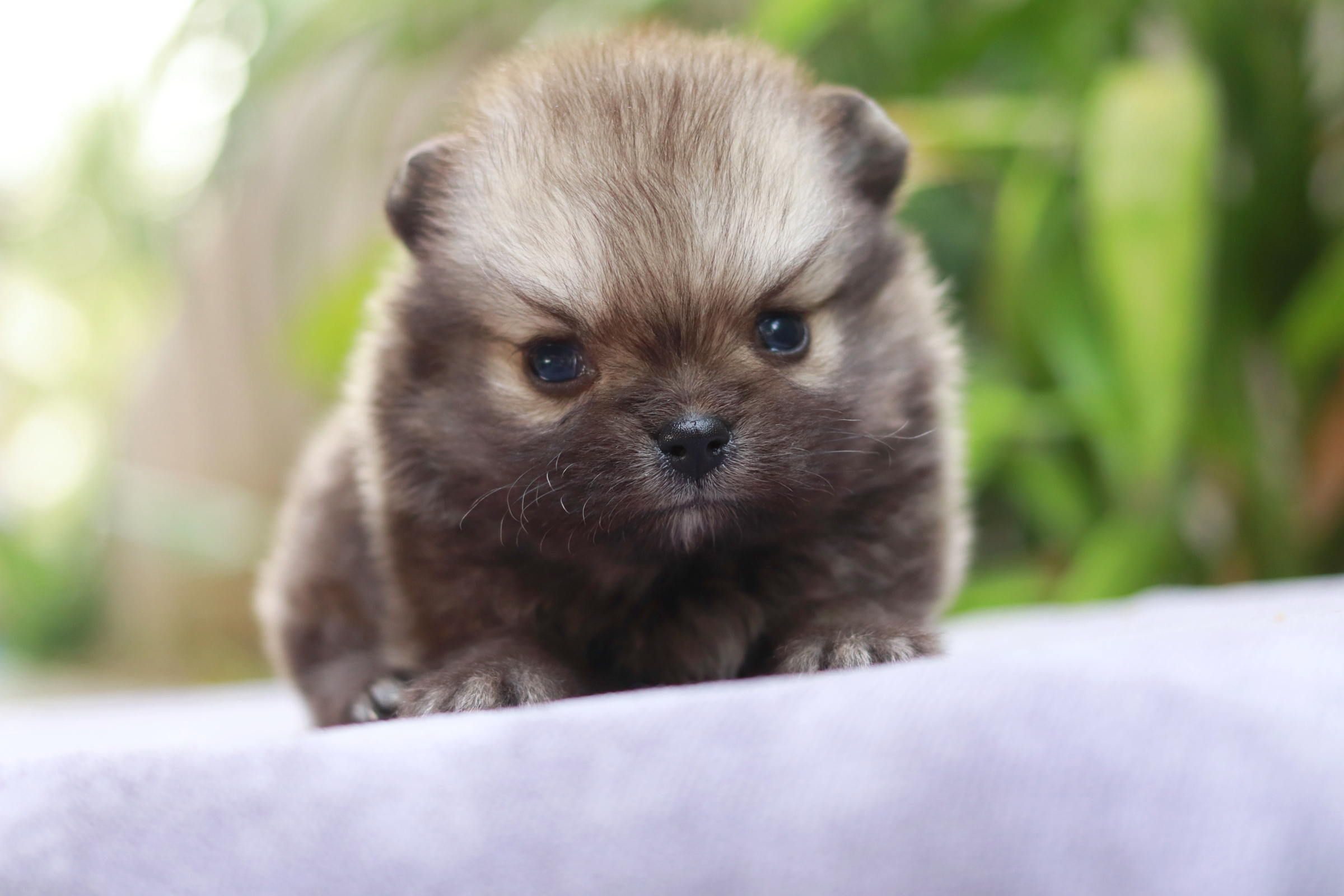 ปอมเมอเรเนียน เพศเมีย