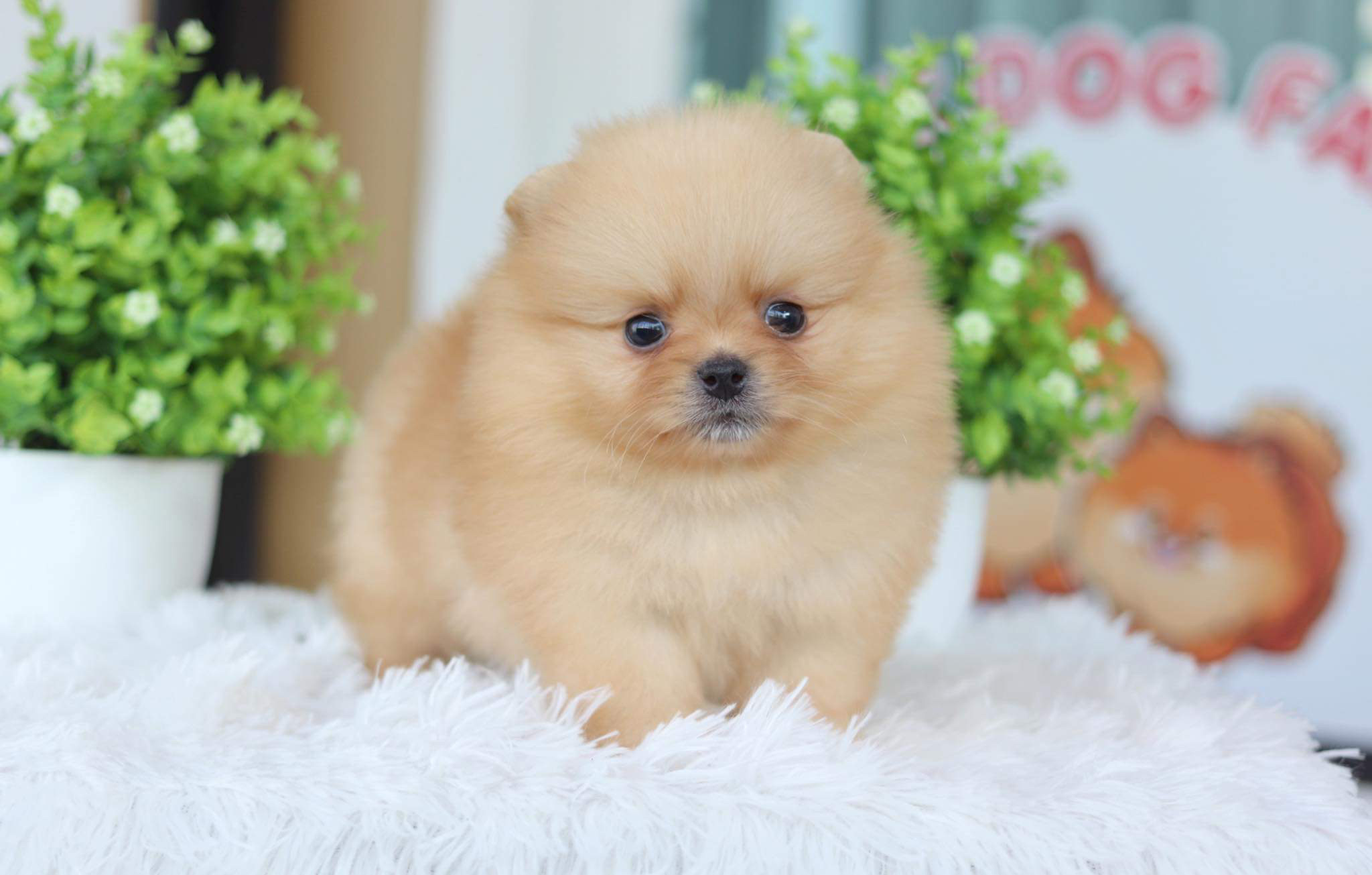 ปอมเมอเรเนียน เพศผู้