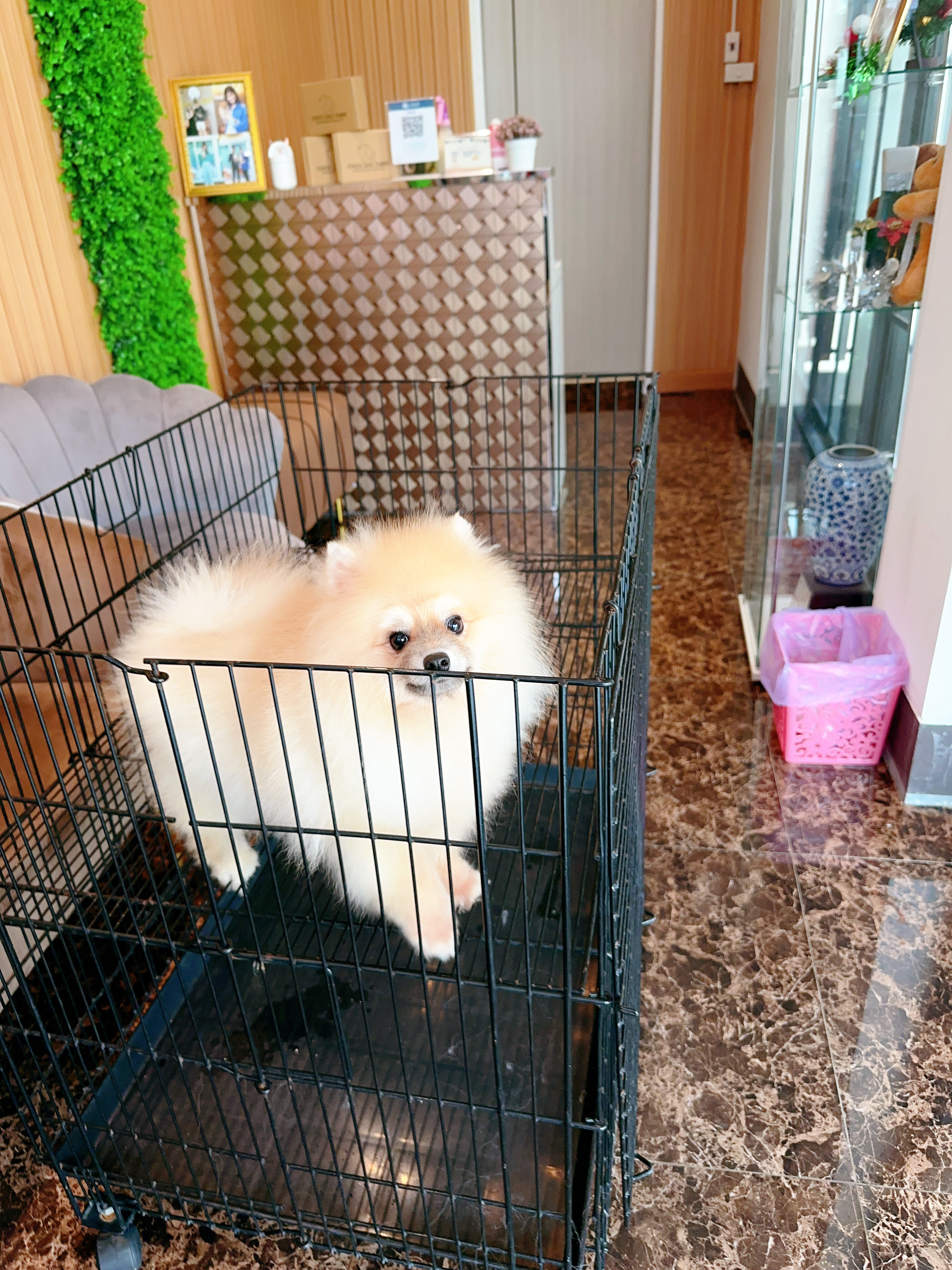 ปอมเมอเรเนียน เพศผู้ สีส้ม